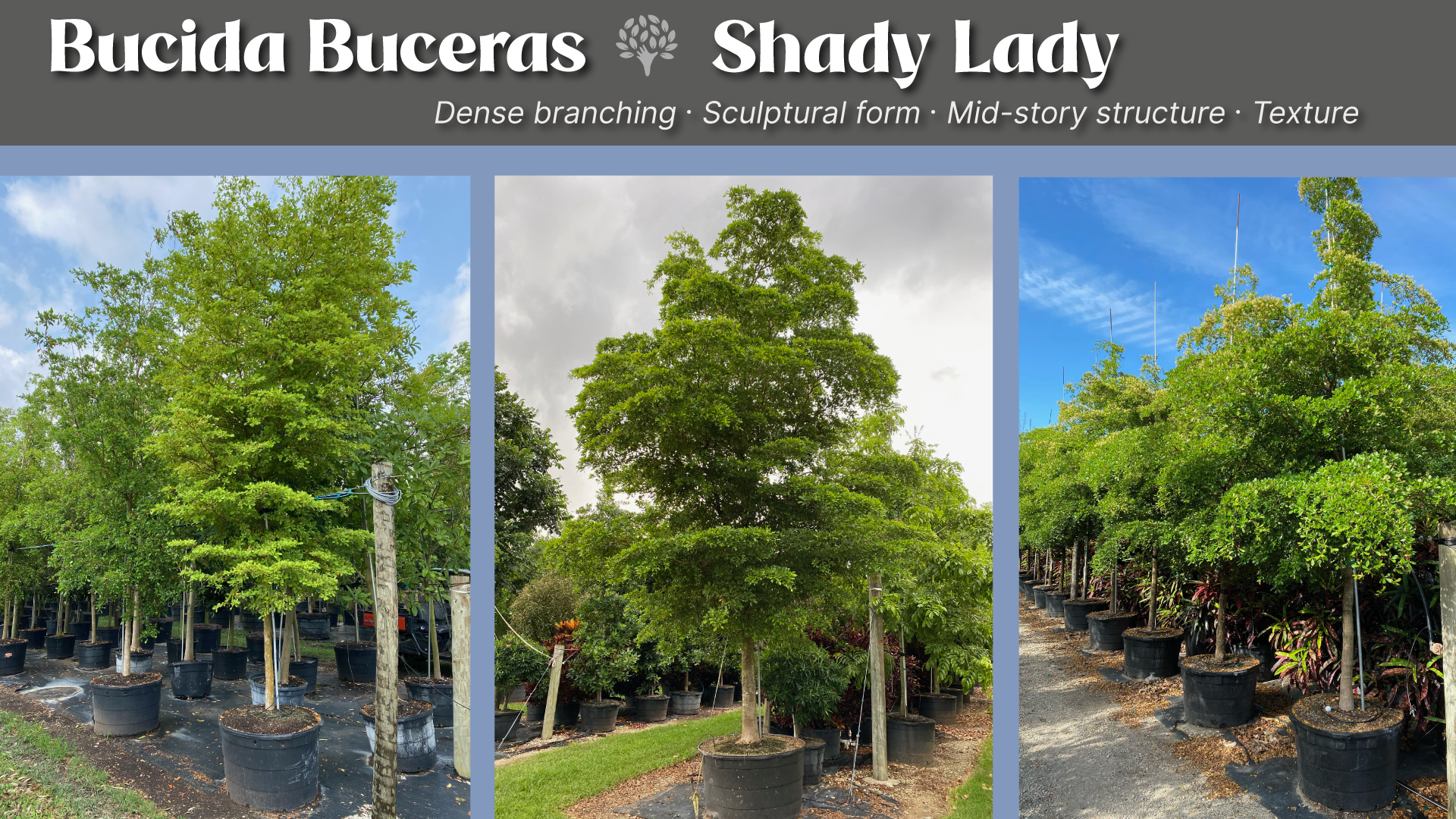 Bucida buceras in landscape design
