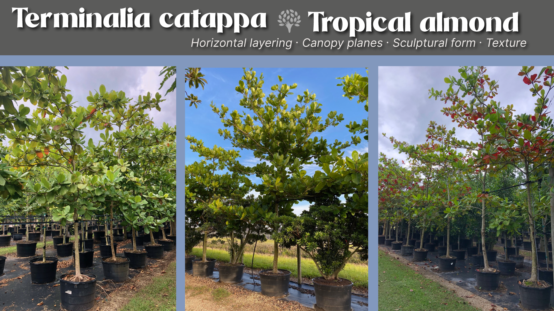 terminalia catappa (tropical almond) in landscape design 