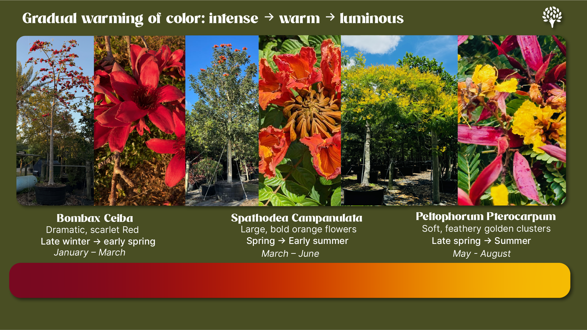 Gradual warming of color: scarlet, orange, gold