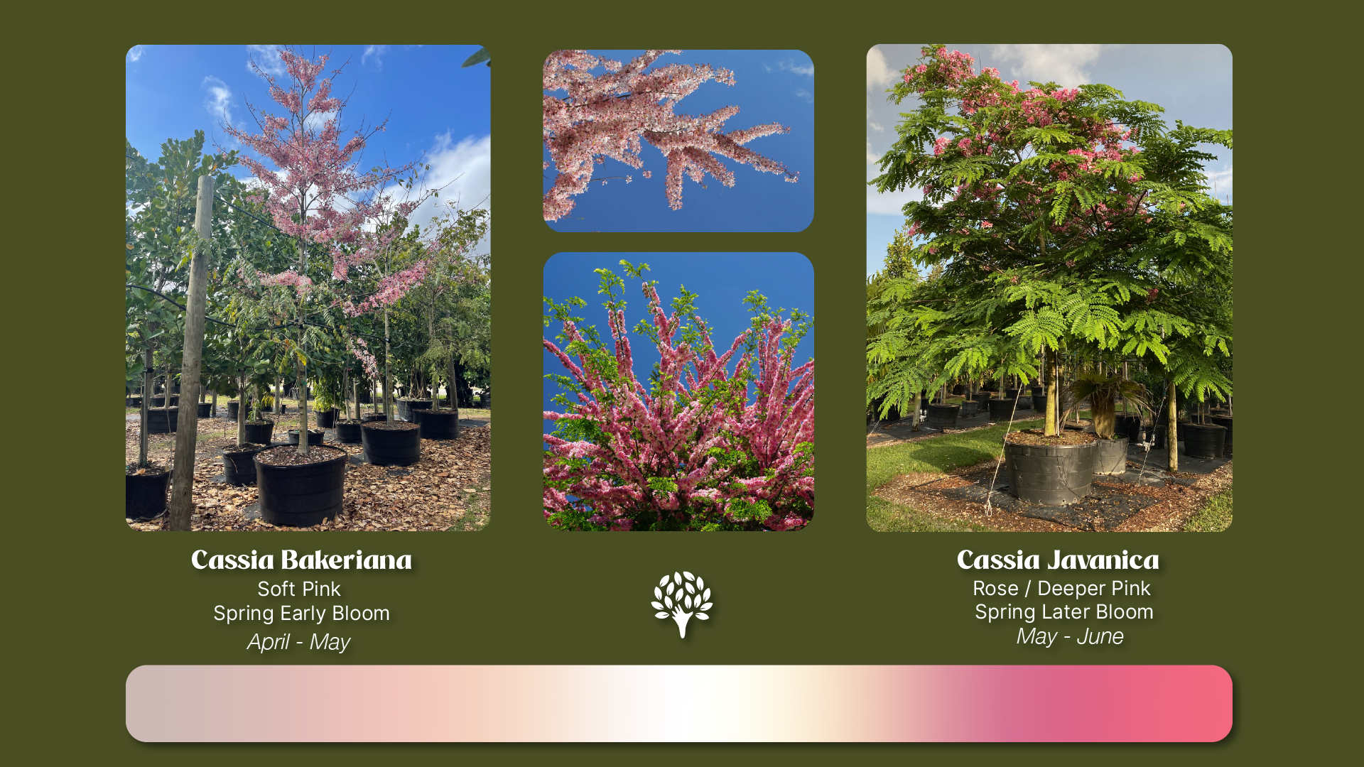 Blooming Cassia bakeriana and Cassia javanica