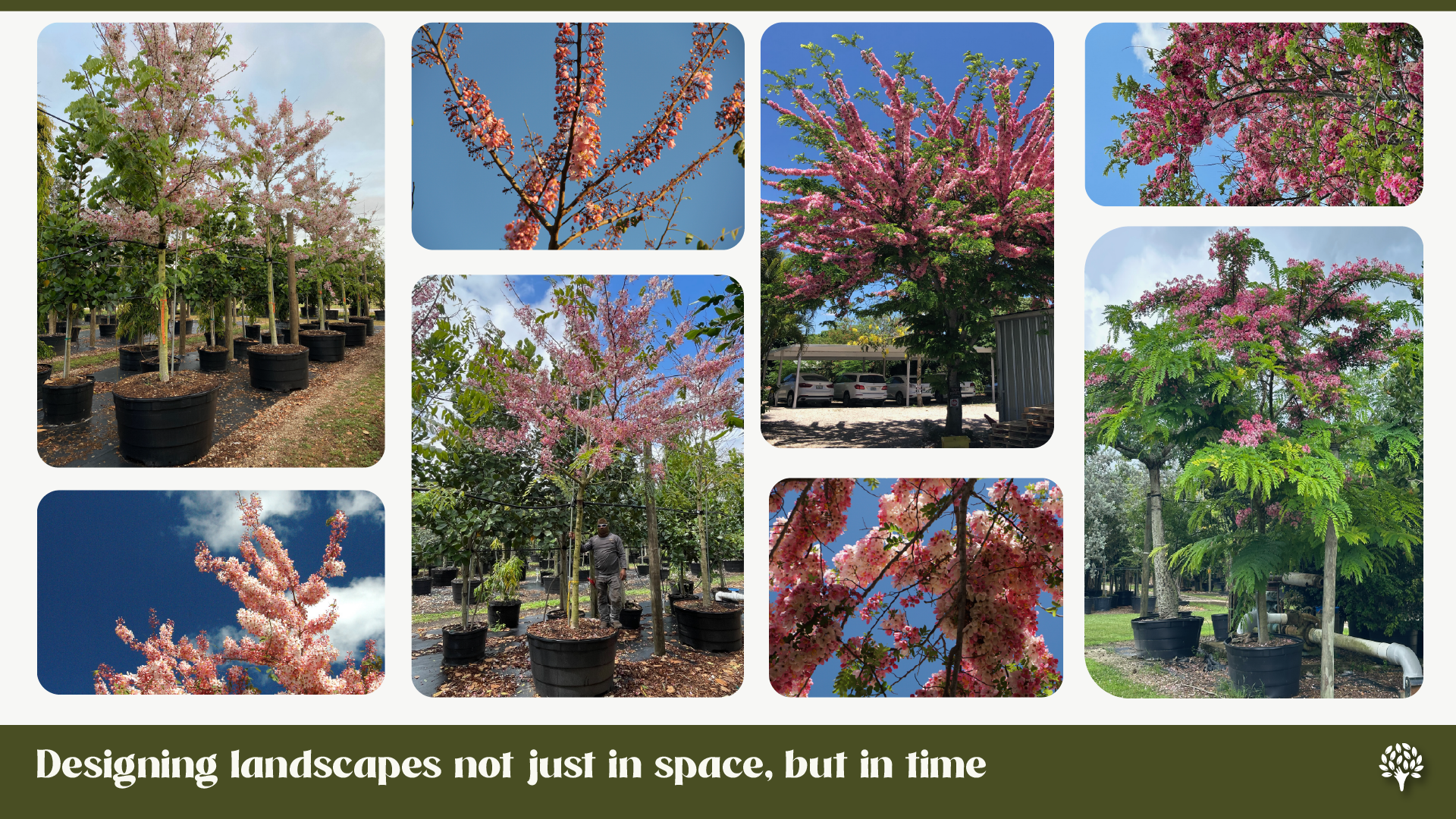 Spring blooming trees