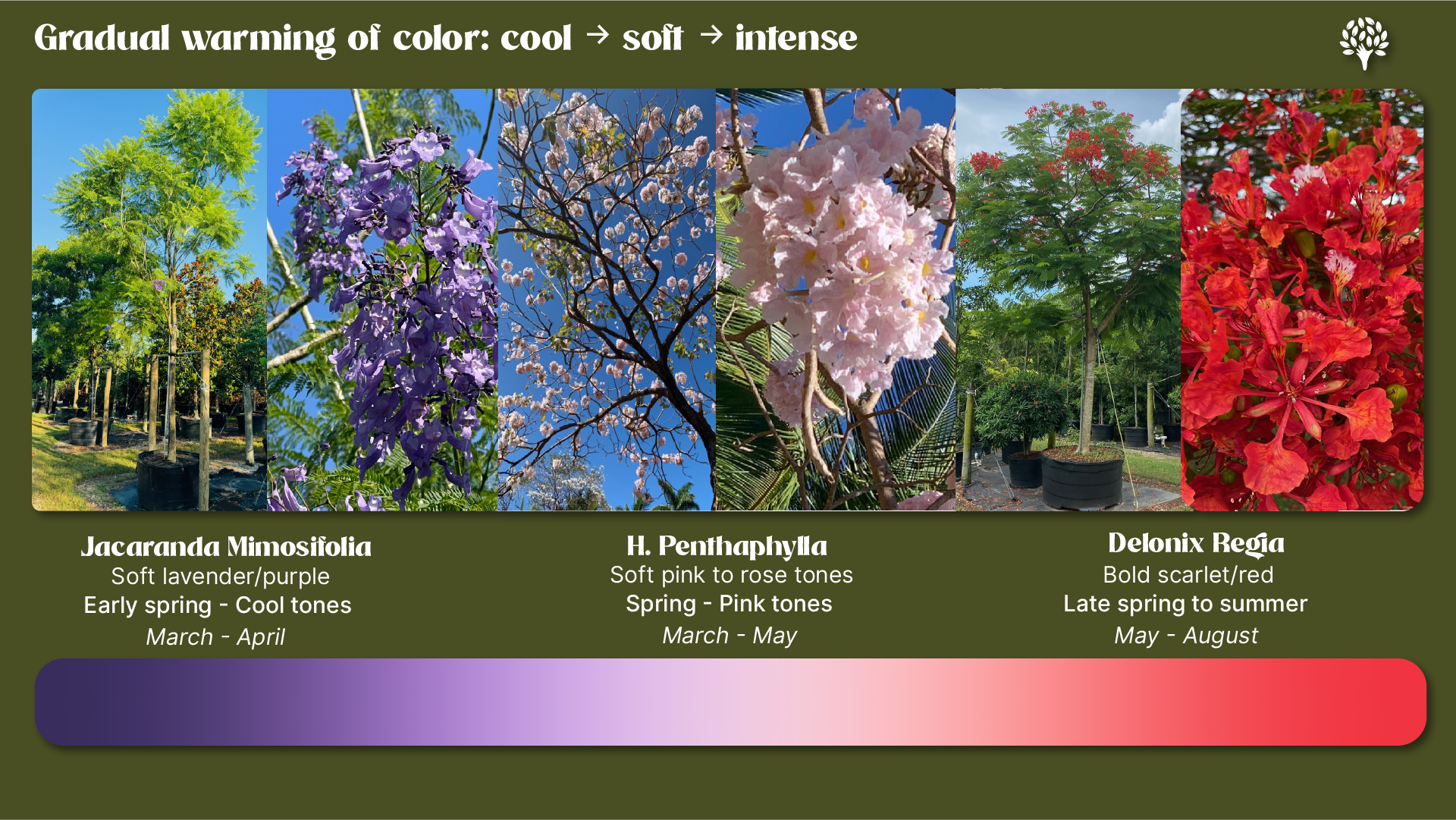 Gradual warming of color: lavender, pink, scarlet