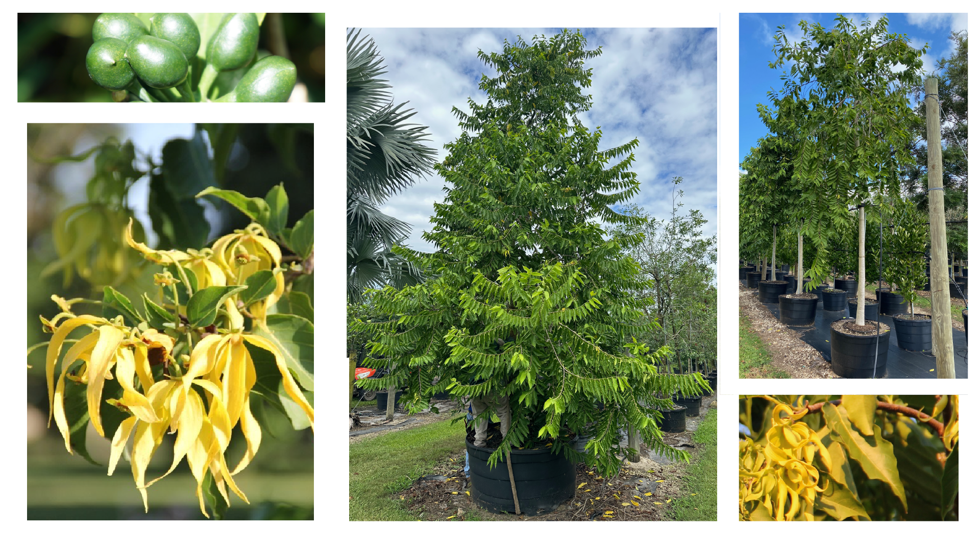 Detailed photos of the Cananga odorata (Ylang Ylang) fragrant tree, including flowers and fruits