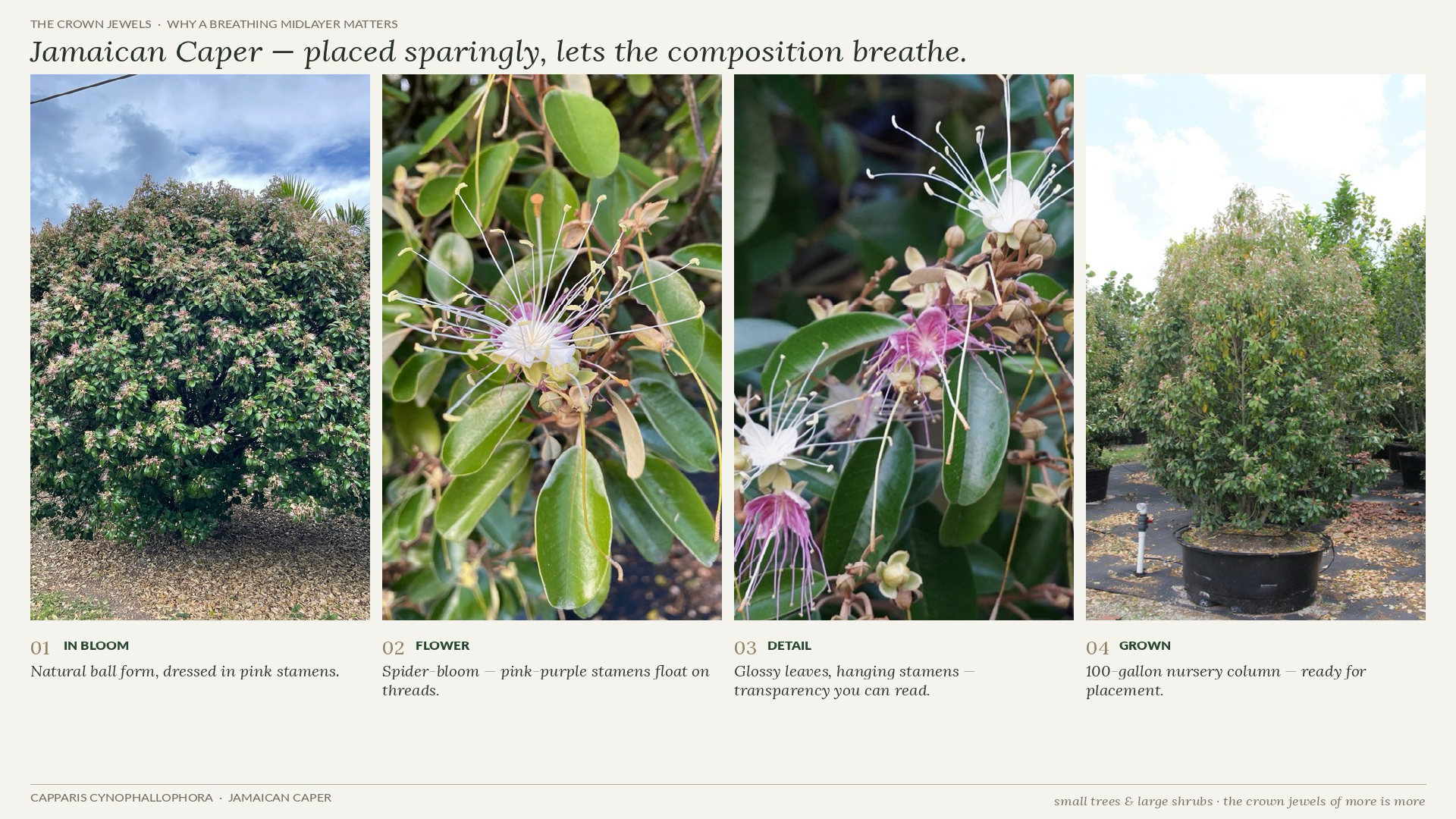 Details of Jamaican Caper (Capparis cynophallophora) showing its natural airy form, pink spider blooms, and nursery growth