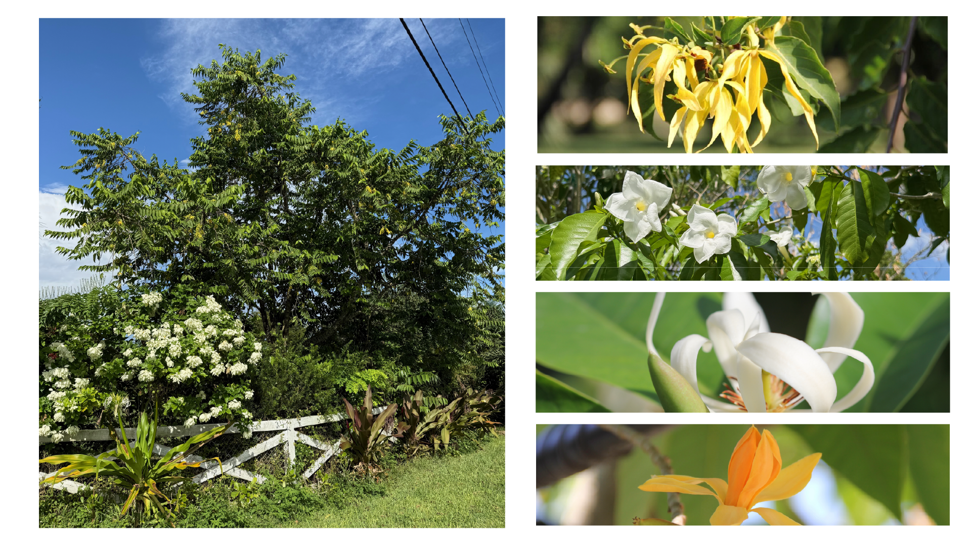 A lush tropical garden demonstrating a layered landscape design, paired with close-up blooms of the most fragrant trees like Ylang Ylang and Champaka