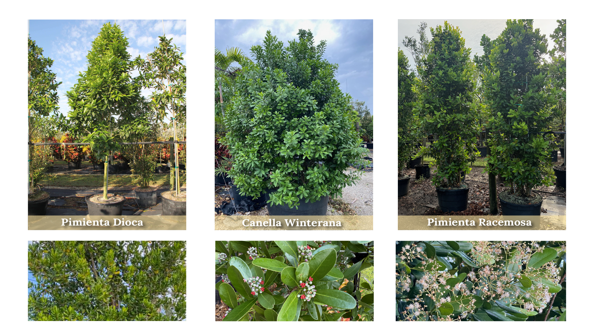 A comparison of Pimenta dioica, Canella winterana, and Pimenta racemosa, showcasing unique fragrant trees and shrubs that release scent on touch
