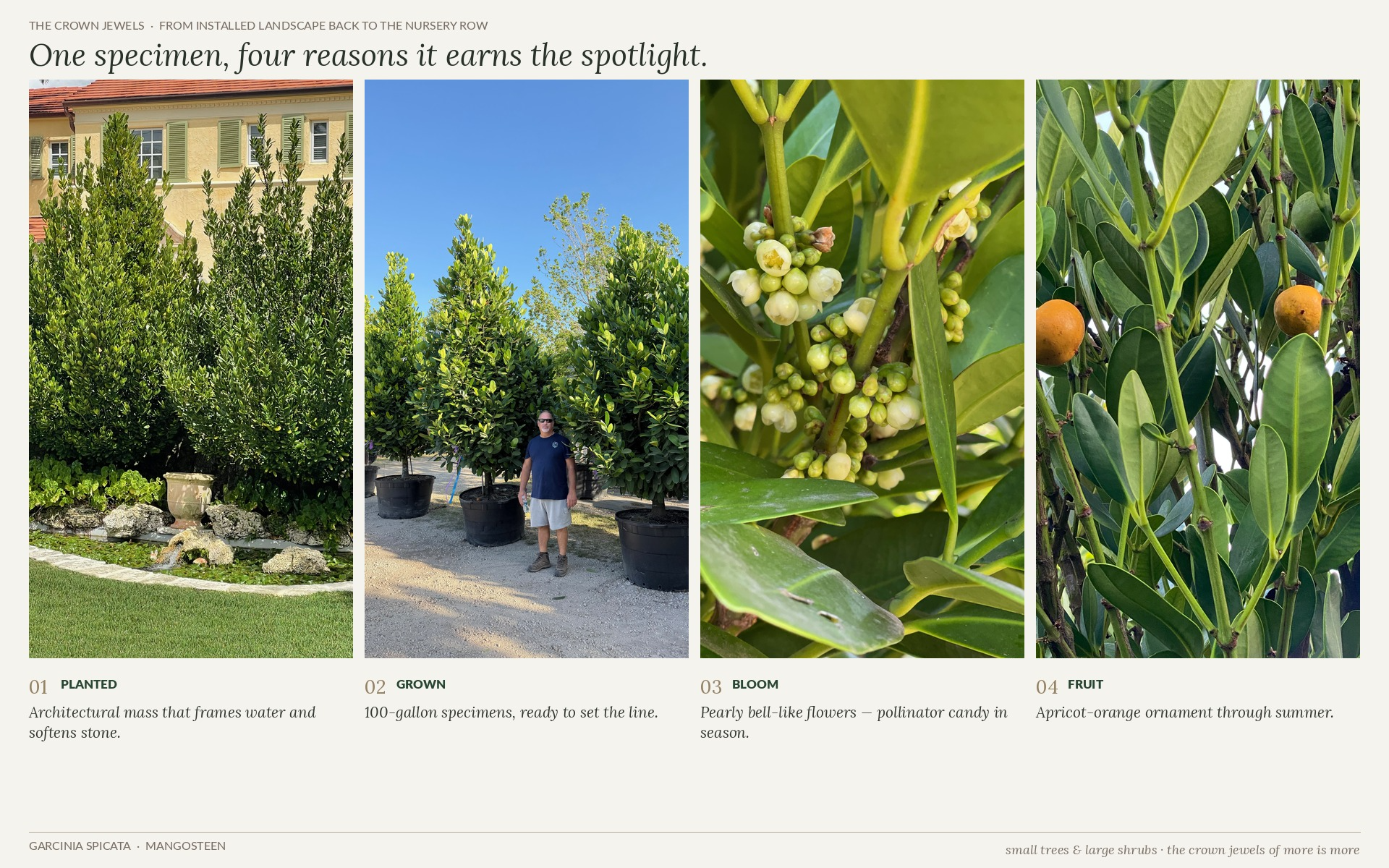 Landscape uses, nursery growth, blooms, and fruit of Garcinia spicata in Florida garden design