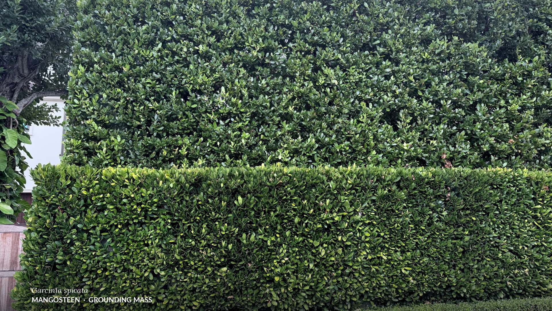 Dense, layered Garcinia spicata hedge providing a grounding green mass for tropical landscapes