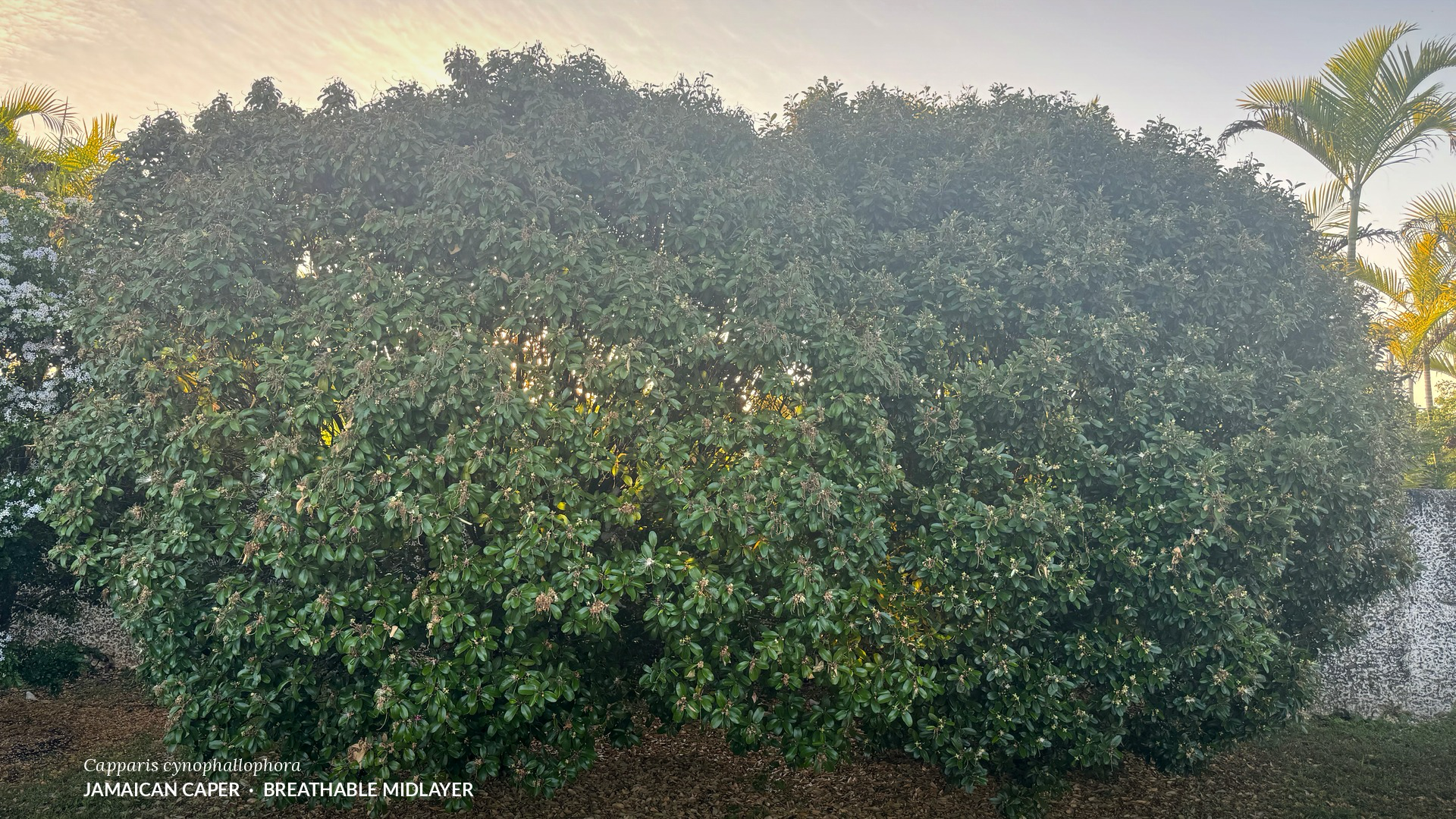 Large Jamaican Caper (Capparis cynophallophora) acting as a breathable, airy midlayer in a Rewilded Tropical Landscapes