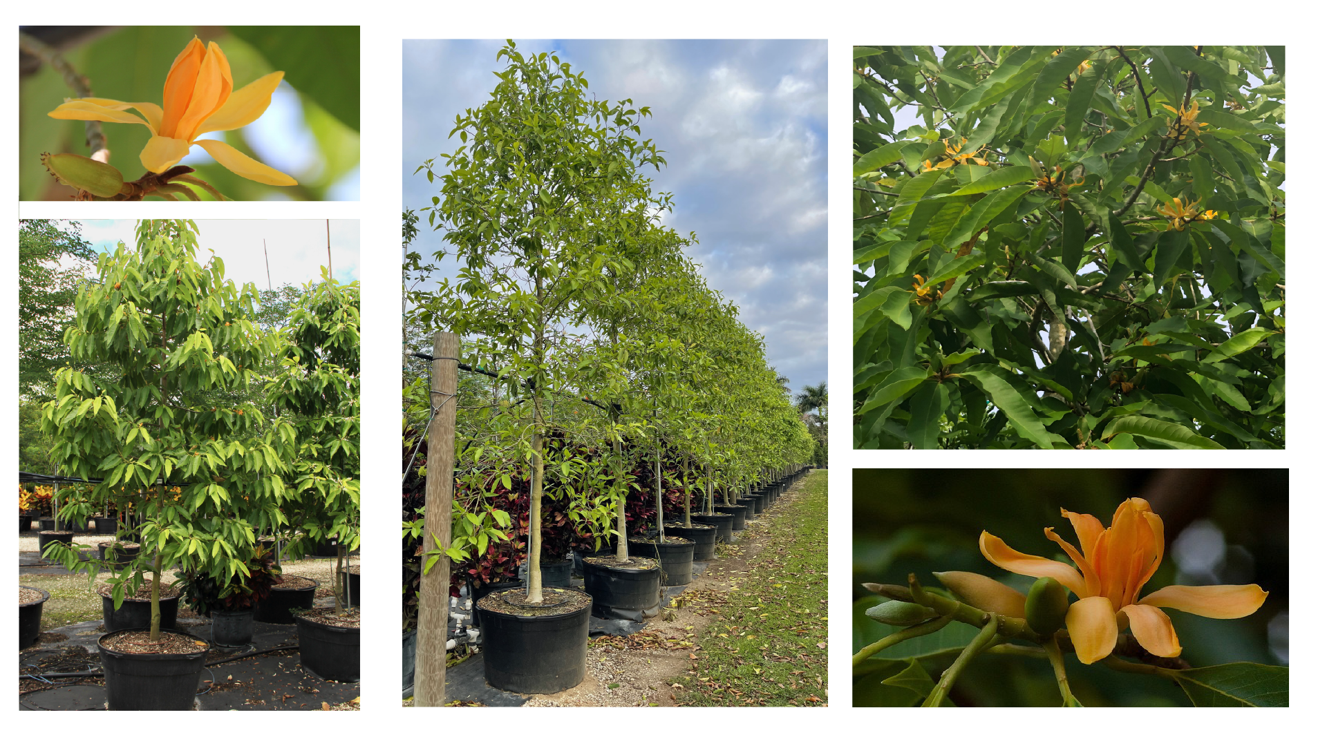 Rows of container-grown Orange Champaka (Michelia champaca) trees at a wholesale nursery, with close-ups of their golden flowers