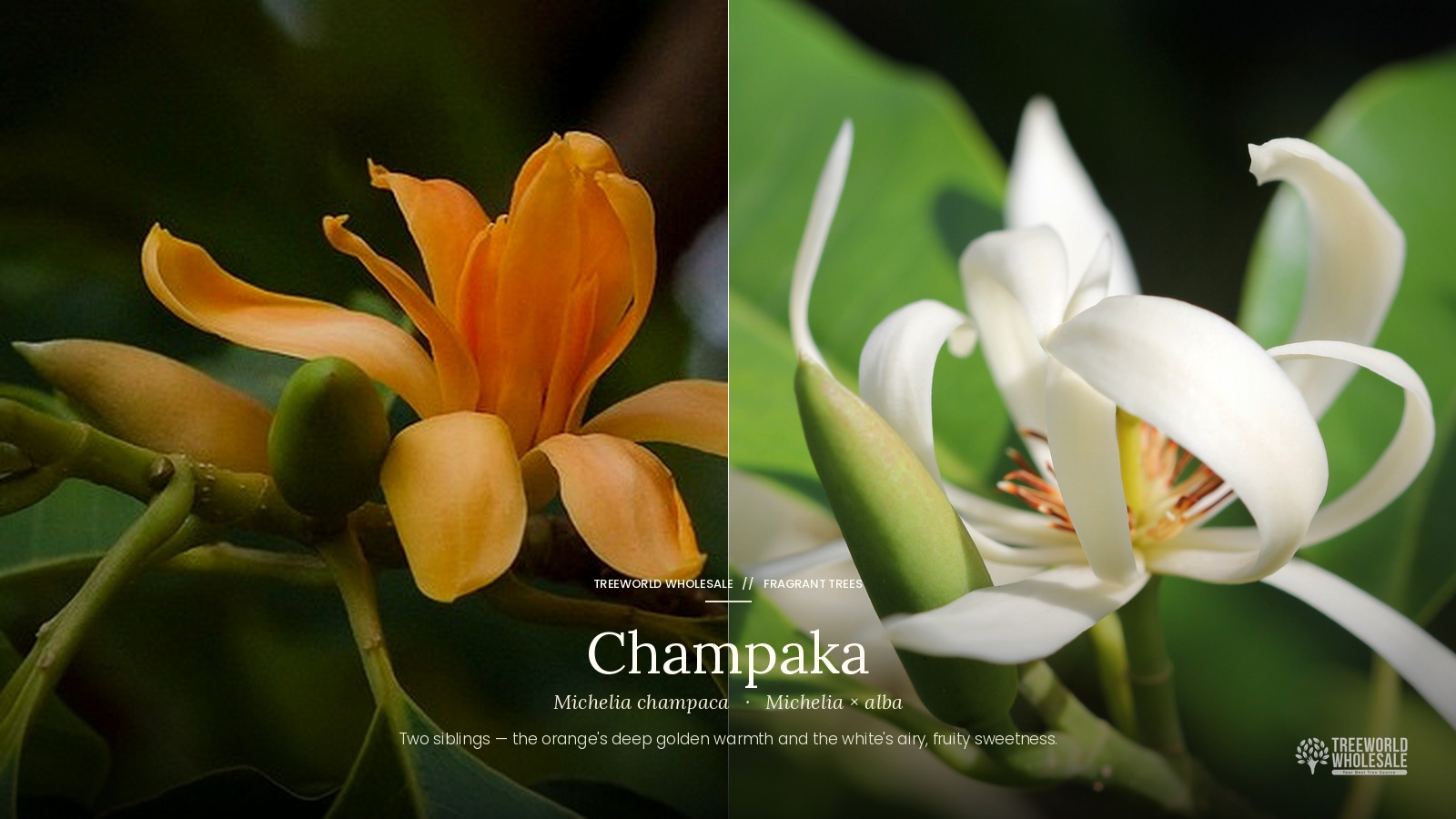 Side-by-side comparison of Orange Champaka and White Champaka (Michelia), two of the most fragrant trees in the world