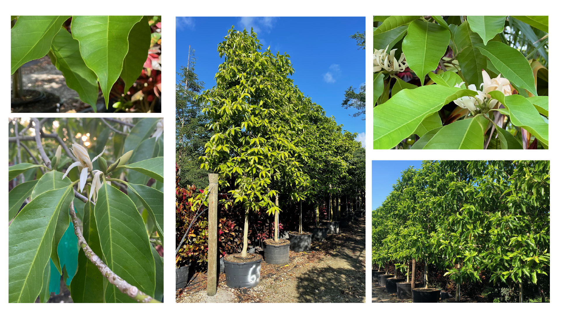 Container-grown White Champaka (Michelia x alba) trees at a nursery, highlighting a popular small fragrant tree for landscape design