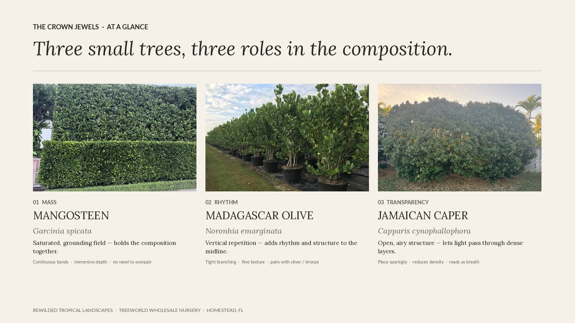 Comparison of Garcinia, Madagascar Olive, and Jamaican Caper roles in tropical landscape design