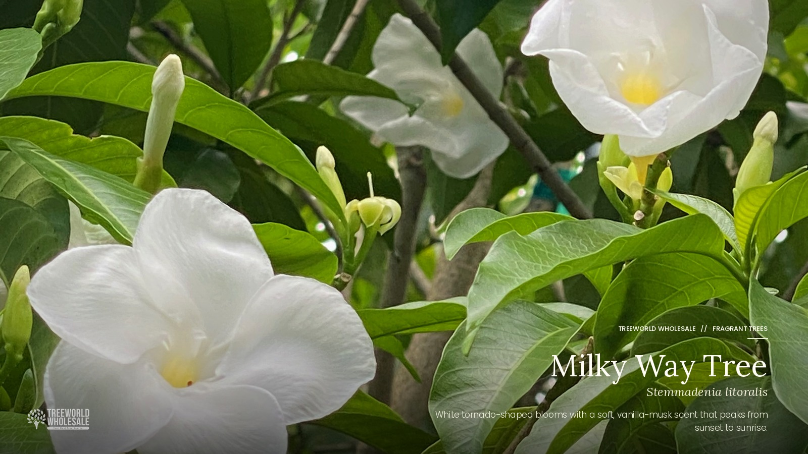 Large white blossoms of the Milky Way Tree (Stemmadenia litoralis), a top choice among small fragrant trees