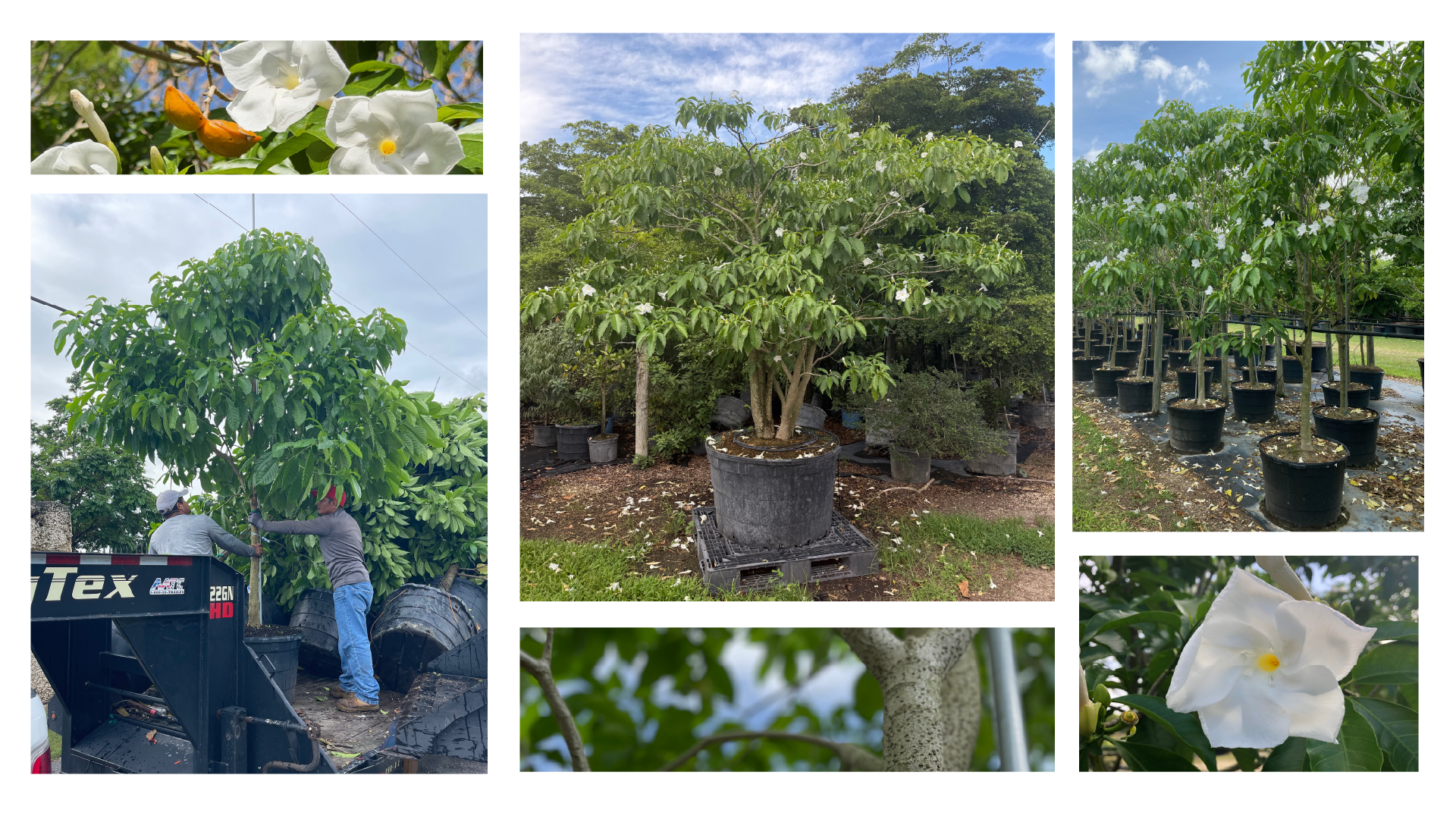 Container-grown Milky Way Trees (Stemmadenia litoralis) at a wholesale nursery, showcasing this premium fragrant tree from blooms to mature stock.