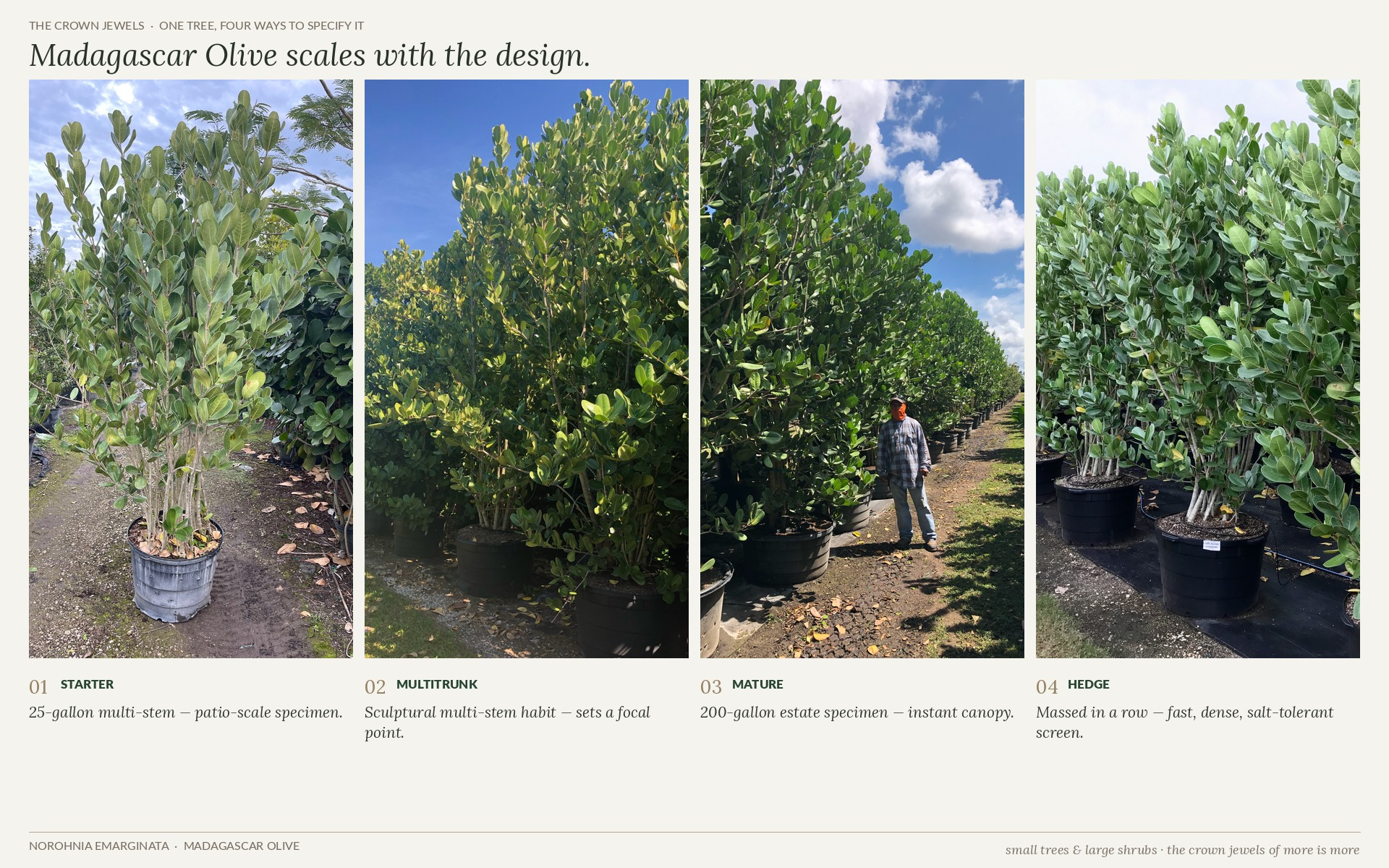 Growth stages and landscape uses of Madagascar Olive (Noronhia emarginata) from patio tree to dense hedge