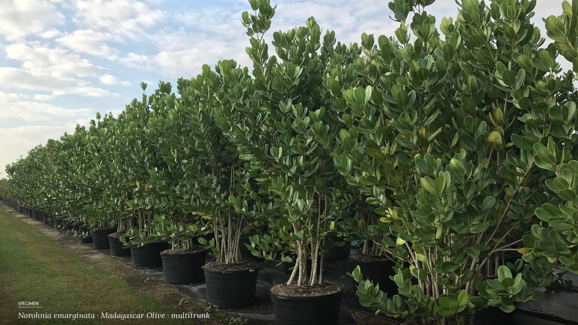 Row of potted multitrunk Madagascar Olive (Noronhia emarginata) trees at a Florida nursery