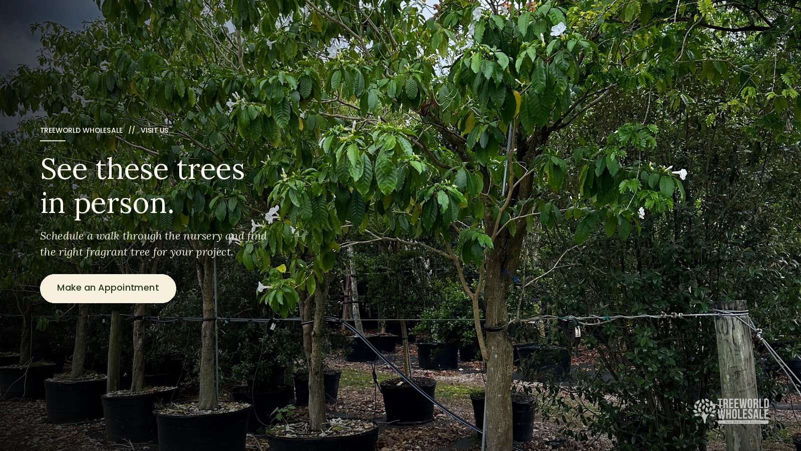 Mature container trees at a wholesale nursery, featuring a call to action to schedule an appointment and find a fragrant tree in person