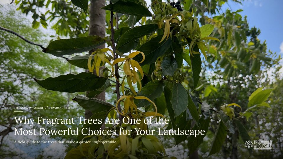 Why Fragrant Trees Are One of the Most Powerful Choices You Can Make for Your Landscape