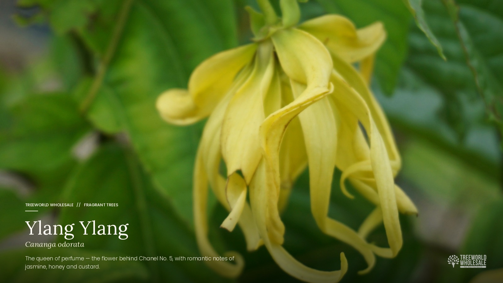 the queen of perfume ylang ylang (cananga odorata) flower