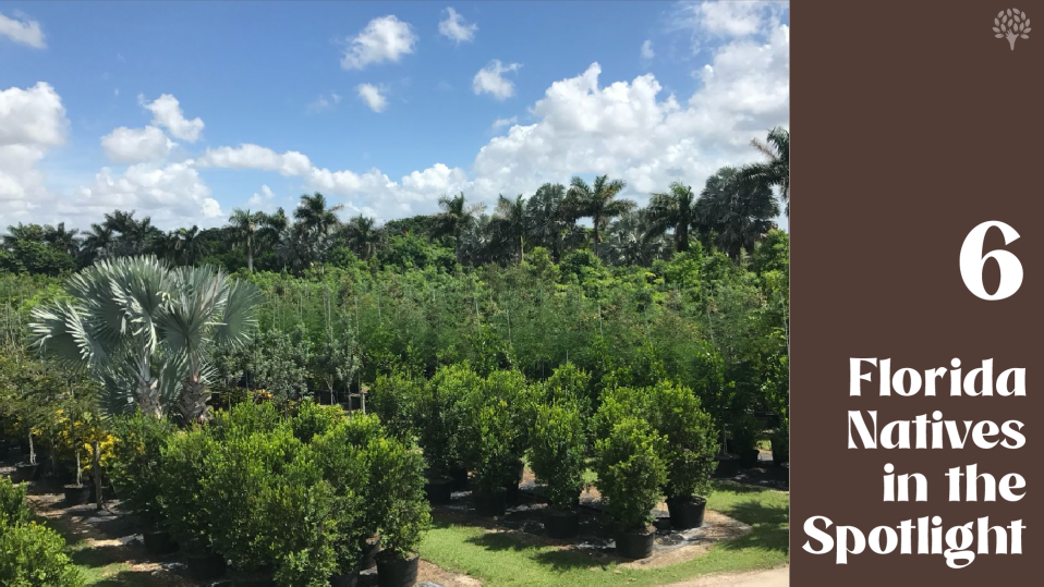 6 Florida Native plants in the Spotlight