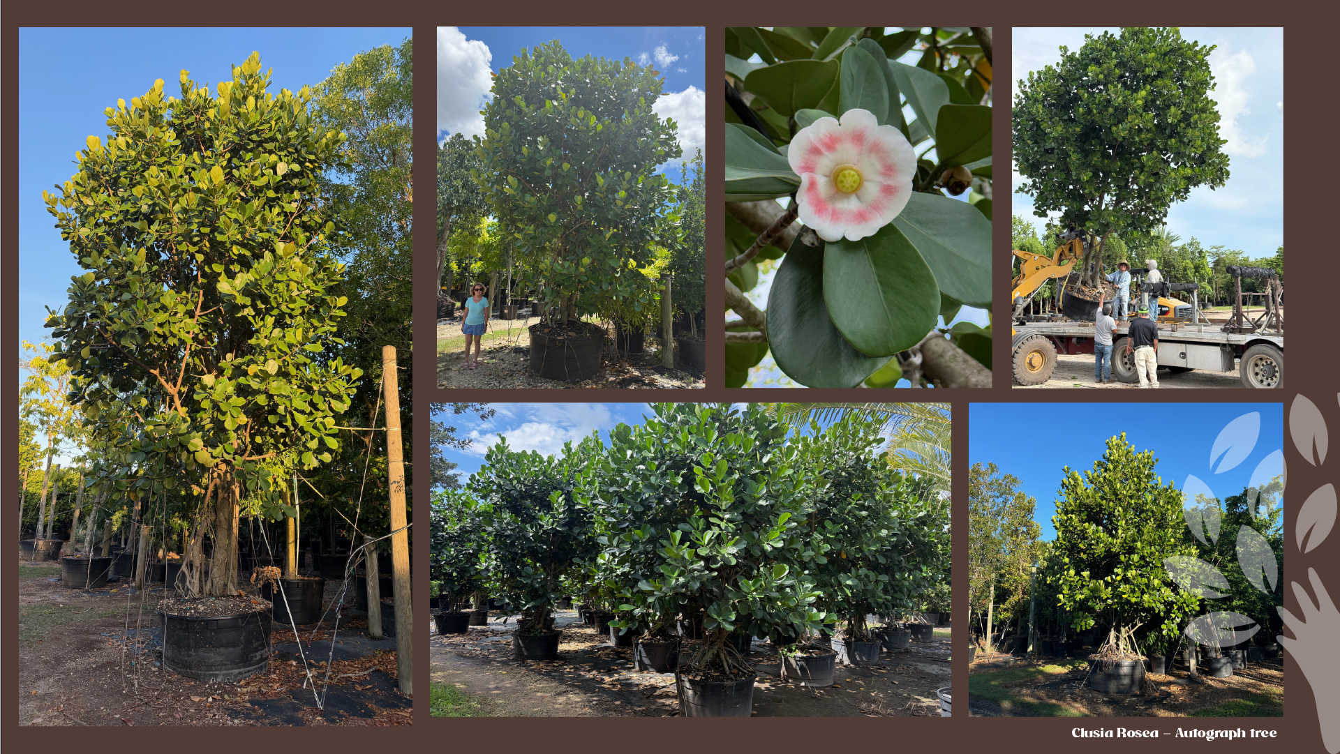 Autograph tree (Clusia rosea): dense rounded specimens, a close-up of the pink-and-white flower, and a tree being loaded for delivery
