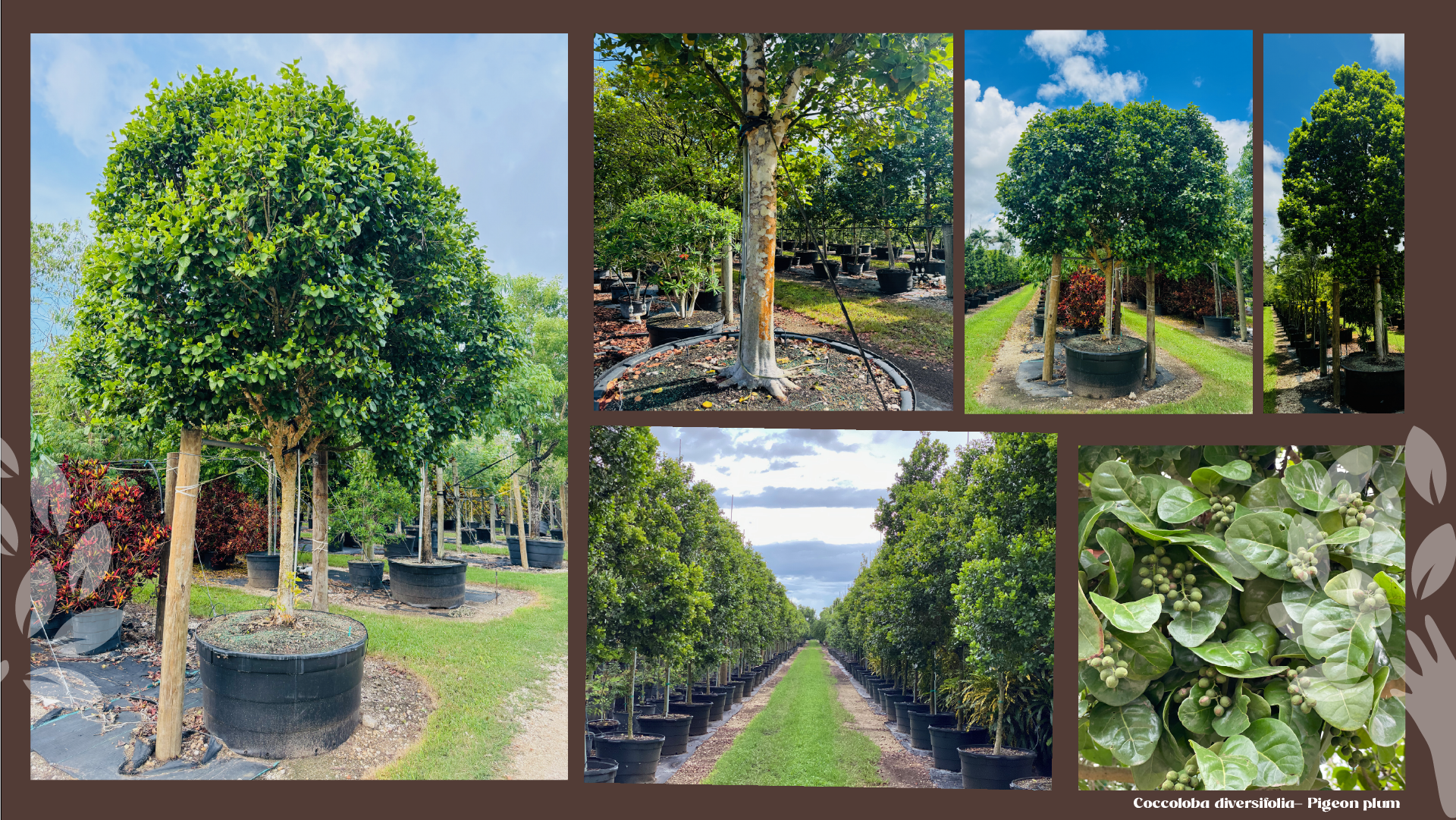 Pigeon plum (Coccoloba diversifolia): clean-trunked trees with rounded canopies, a long nursery row, and a close-up of leaves with green fruit clusters.