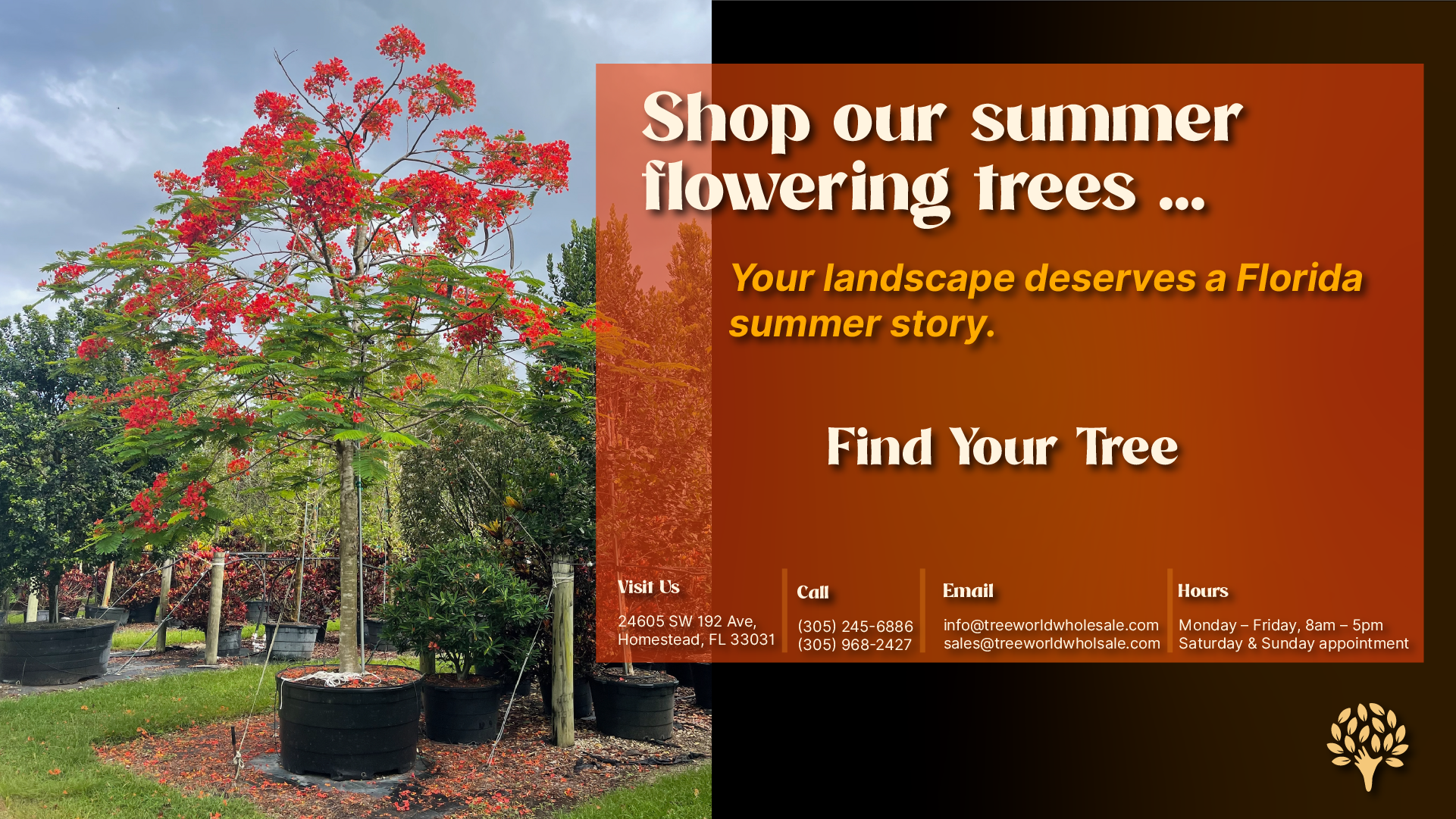 Shop summer flowering trees at TreeWorld Wholesale — Royal Poinciana nursery specimen in container, Homestead FL