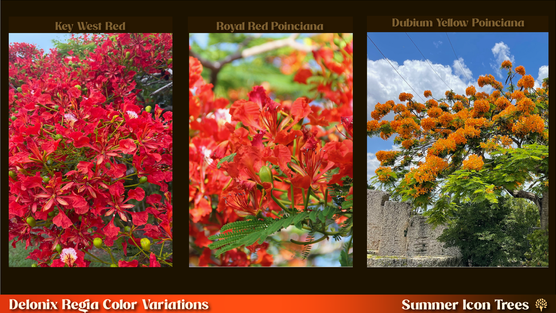 Delonix regia color variations: Key West Red, Royal Red Poinciana, and Dubium Yellow Poinciana flower close-ups side by side.
