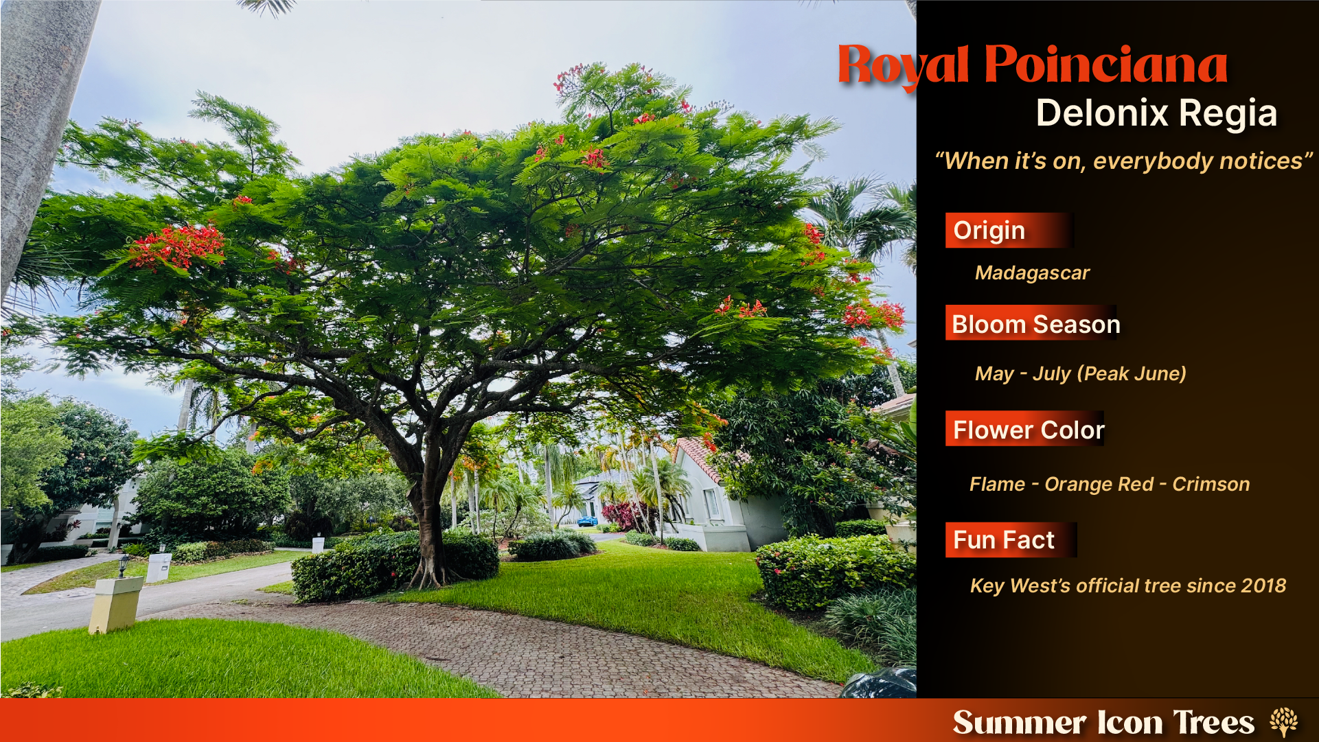 Royal Poinciana (Delonix regia): mature specimen tree with wide spreading canopy and flame orange-red blooms in a residential South Florida landscape.