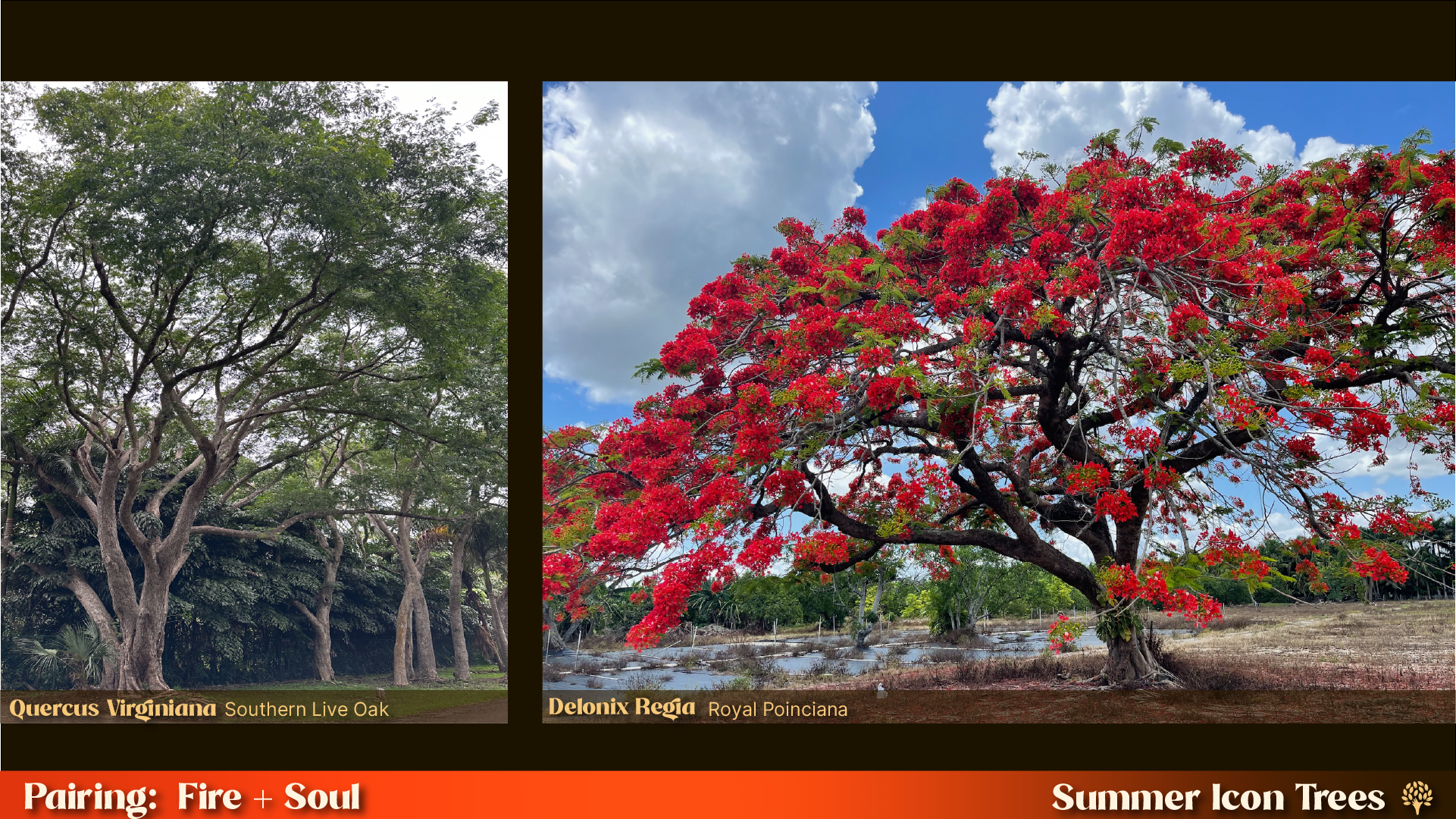 Landscape pairing: Southern Live Oak (Quercus virginiana) with wide canopy alongside Royal Poinciana (Delonix regia) in full red bloom — Fire and Soul planting combination