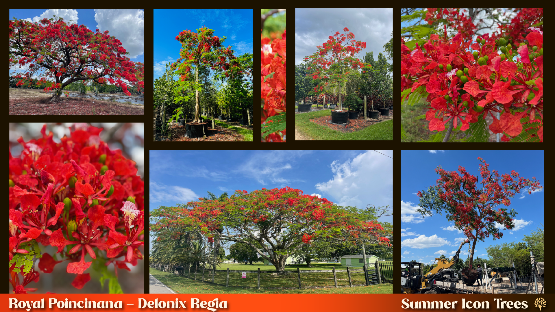 Royal Poinciana (Delonix regia): nursery specimens in multiple sizes, wide-spreading canopy in full red bloom, and flower close-ups at TreeWorld Wholesale
