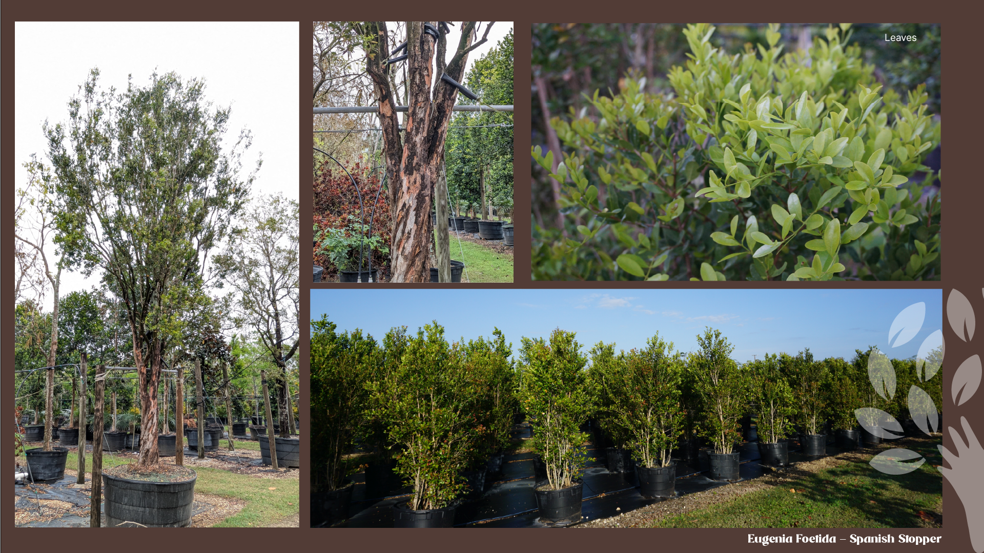 Spanish stopper (Eugenia foetida): mature potted tree, close-up of exfoliating orange bark, leaf detail, and a hedge row at the nursery.