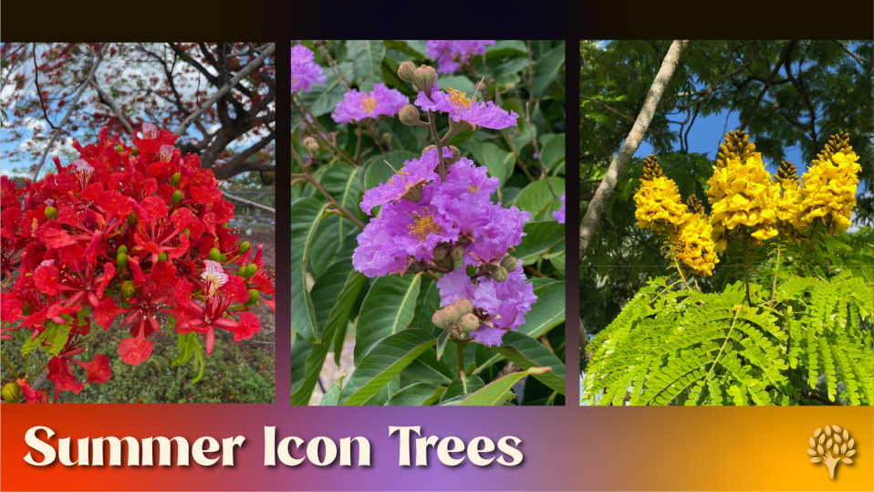 Summer Icon Trees: close-up of Royal Poinciana red blooms, Queen Crape Myrtle purple flower clusters, and Copperpod golden yellow flowers - native flowering trees of Florida