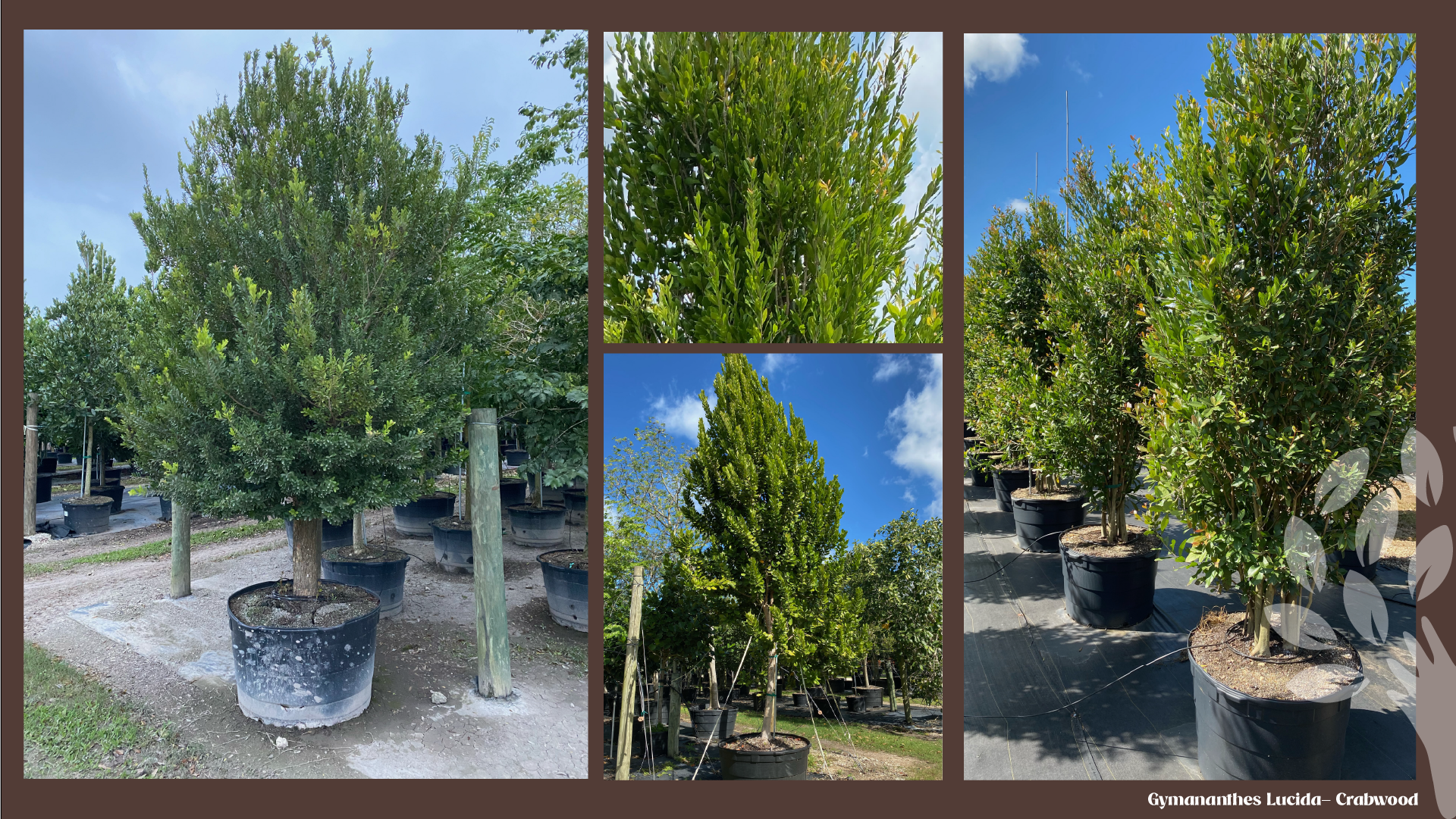 Crabwood (Gymnanthes lucida): pyramidal nursery specimens with dense, upright foliage against a blue sky.