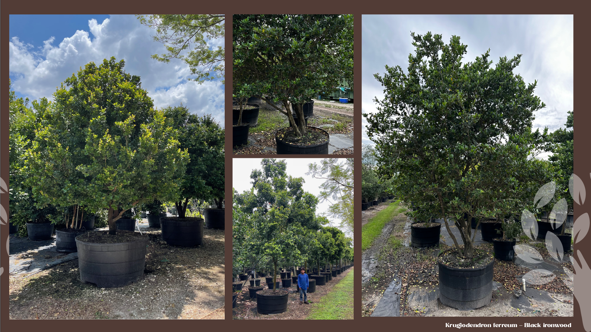 Black ironwood (Krugiodendron ferreum): rounded, full-canopy nursery specimens, including a multi-trunked young tree for scale