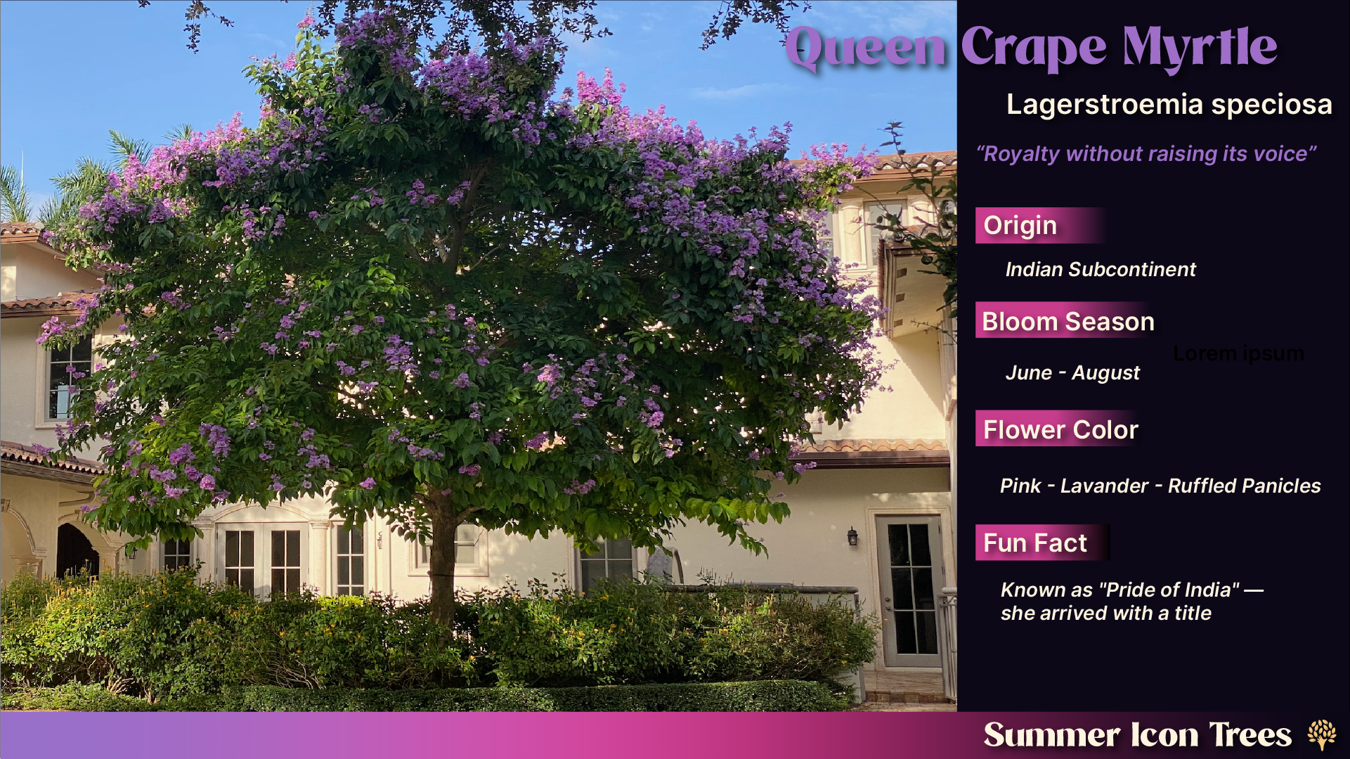 Queen Crape Myrtle (Lagerstroemia speciosa): mature specimen in full lavender-pink bloom against a residential South Florida home.
