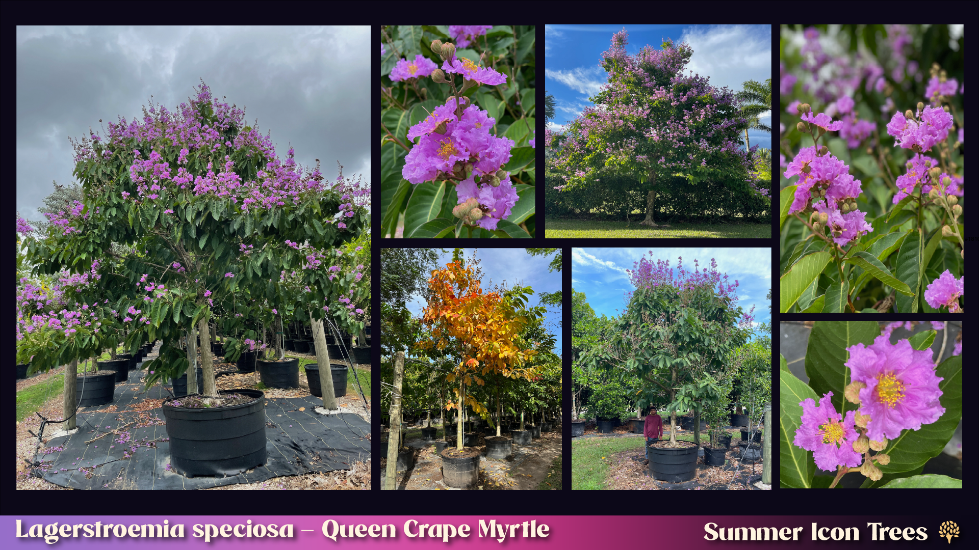 Queen Crape Myrtle (Lagerstroemia speciosa): nursery stock in containers, full canopy in bloom