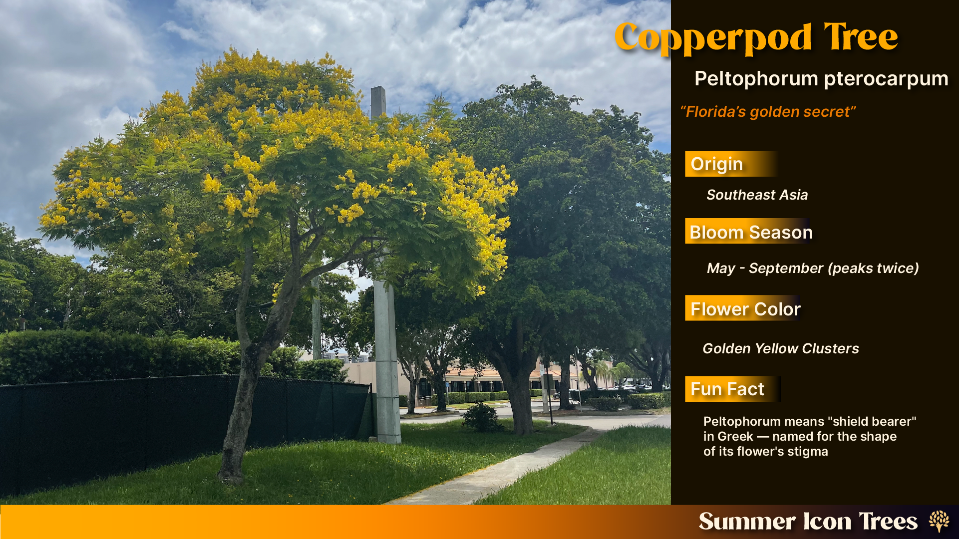 Copperpod Tree (Peltophorum pterocarpum): mature specimen with wide umbrella canopy covered in golden yellow bloom clusters in a South Florida landscape