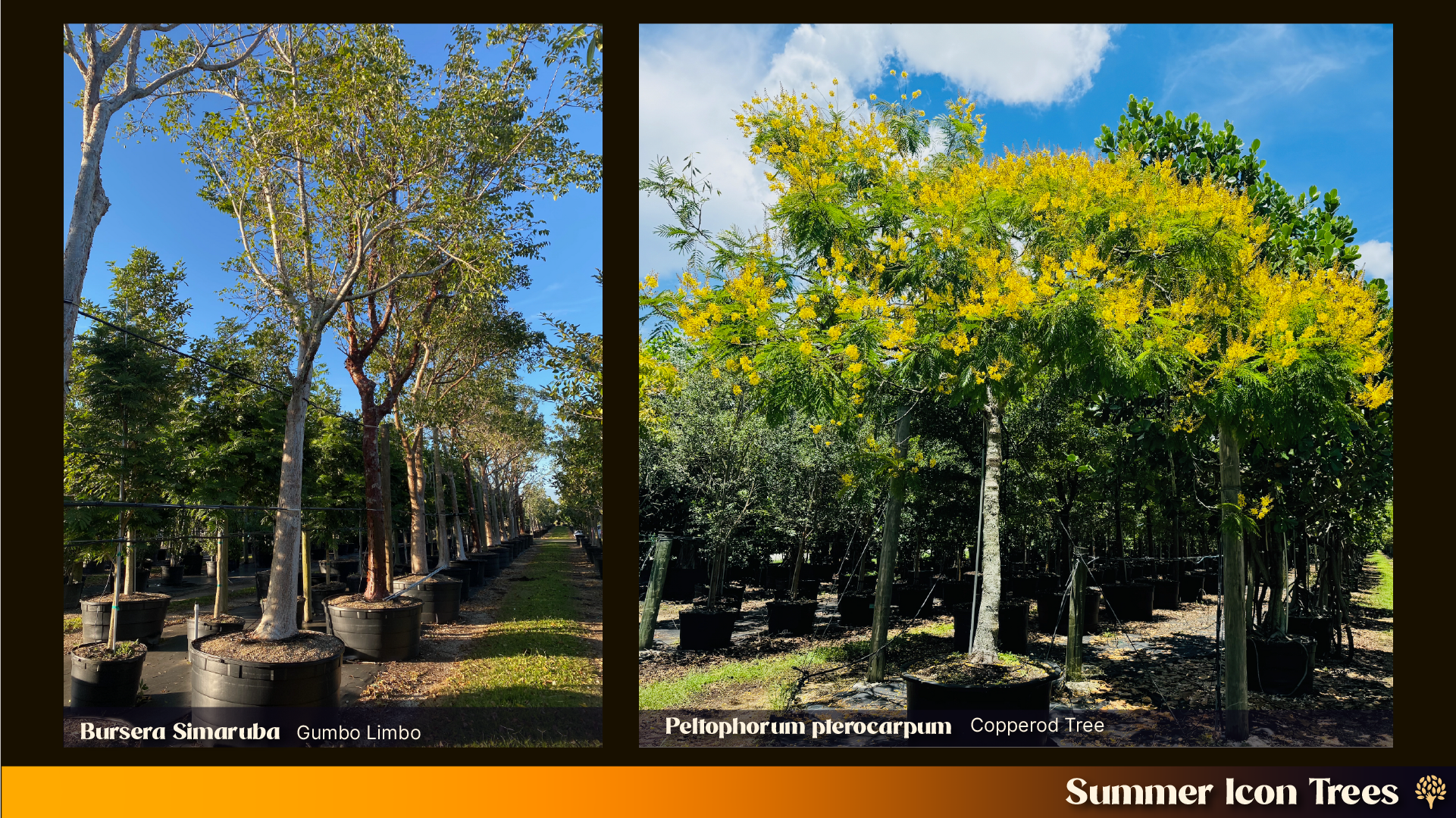 Landscape pairing: Gumbo Limbo (Bursera simaruba) with peeling bark alongside Copperpod Tree (Peltophorum pterocarpum) in full golden bloom.
