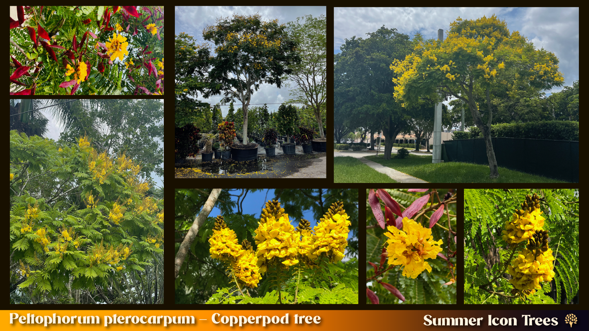 Copperpod Tree (Peltophorum pterocarpum): nursery stock, full canopy in golden bloom, fern-like foliage