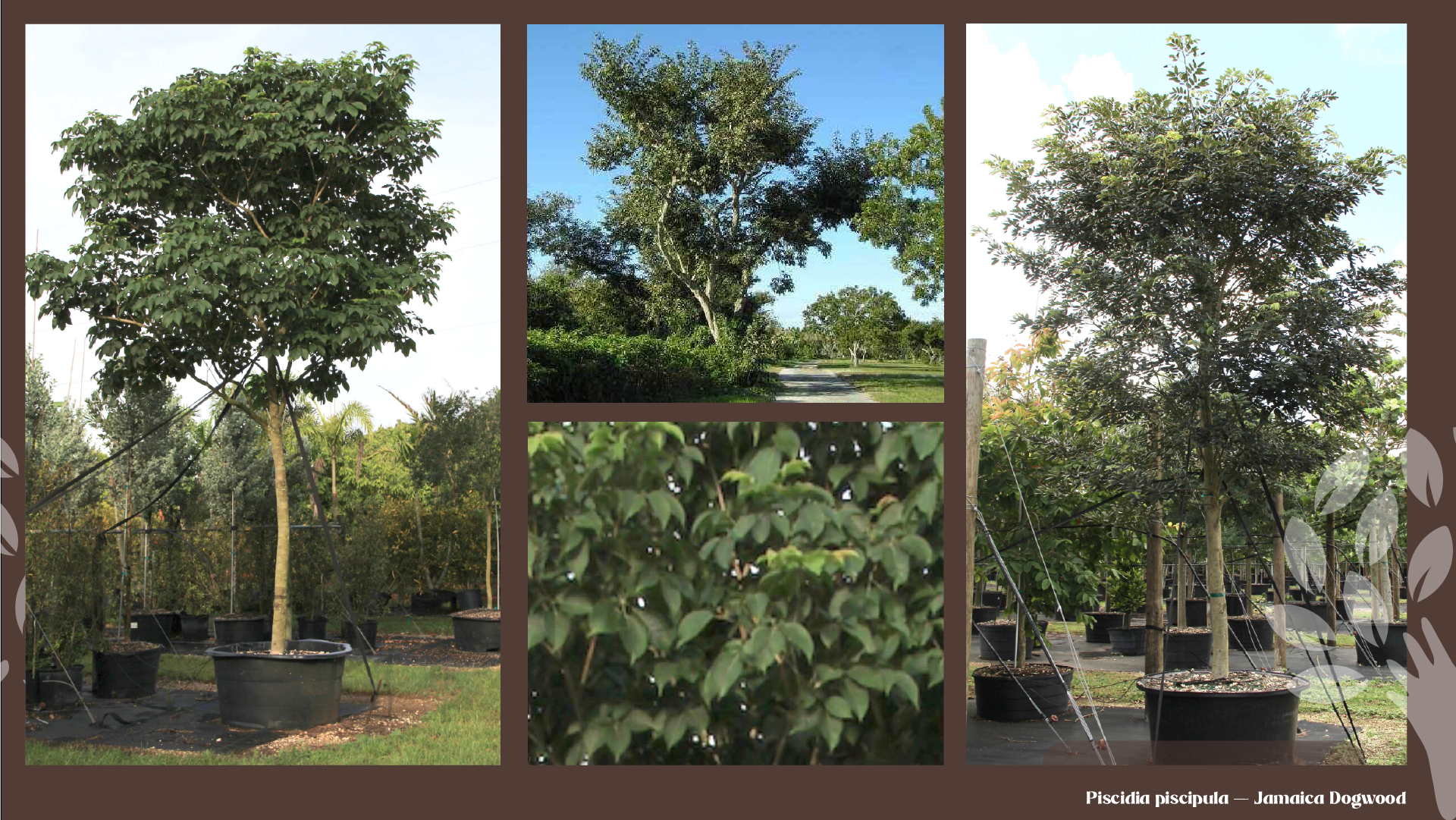 Jamaica dogwood (Piscidia piscipula): mature trees with broad, spreading canopies and a close-up of the compound leaves