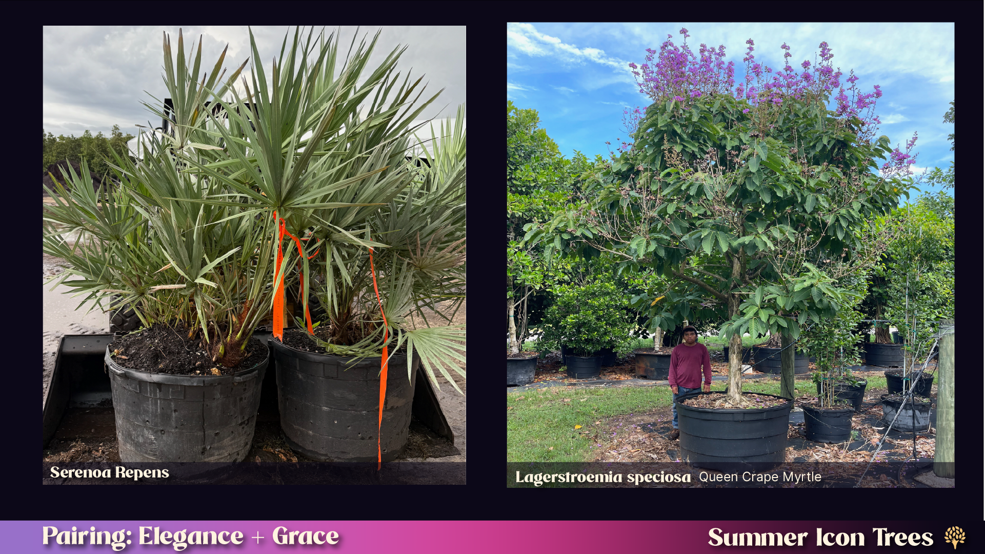 Landscape pairing: Saw Palmetto (Serenoa repens) in container alongside large Queen Crape Myrtle (Lagerstroemia speciosa) in full lavender bloom