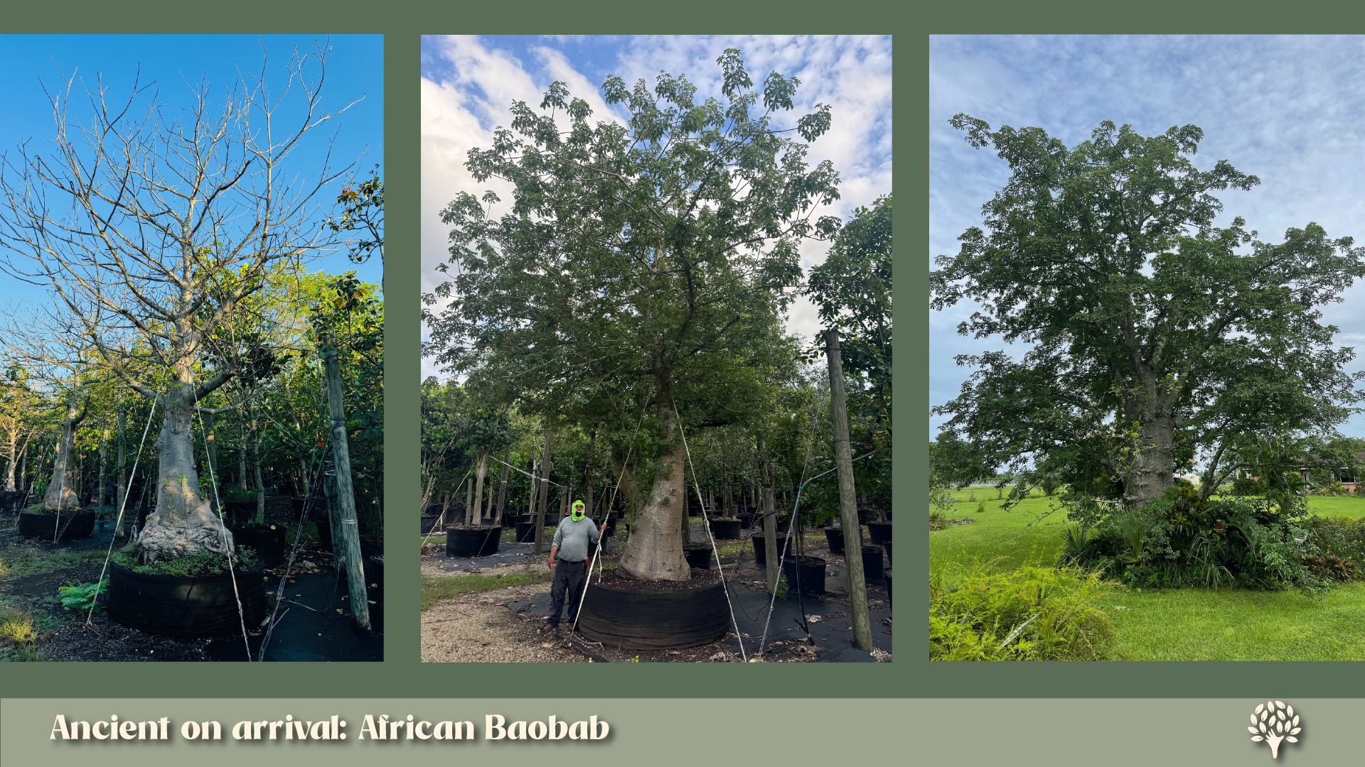 Adansonia digitata (African Baobab): massive swollen trunk and wide canopy, mature specimen tree grown in container for large-scale Florida landscape projects.