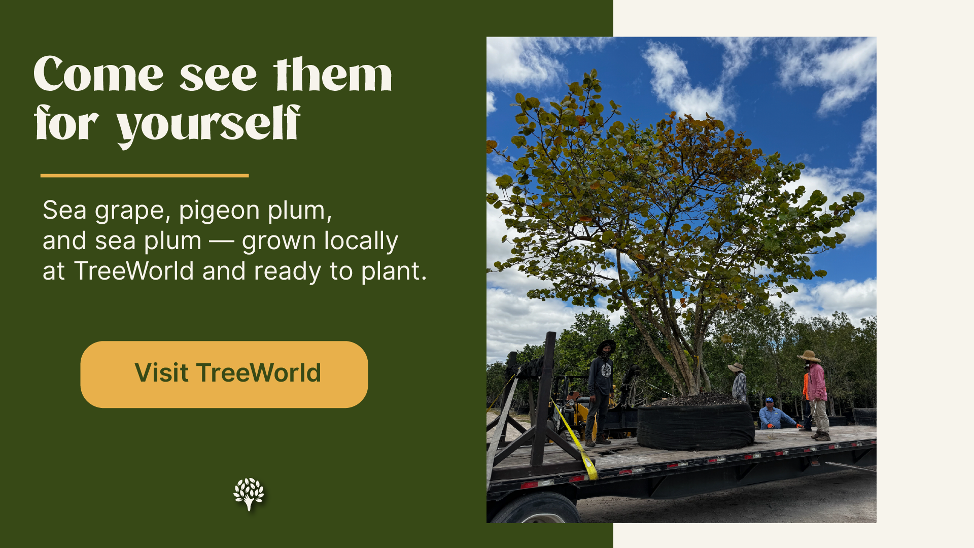 TreeWorld showing native Coccoloba trees in containers ready to plant