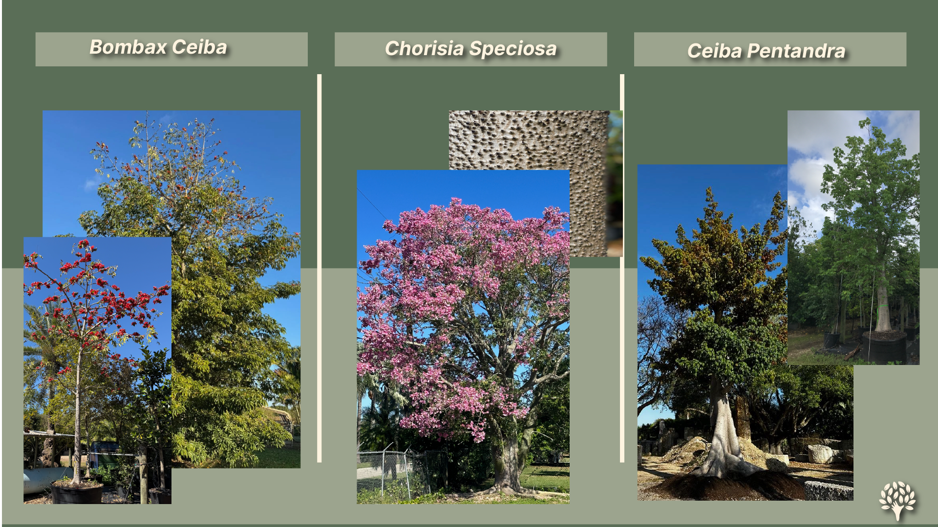 Bombax Ceiba scarlet blooms, Chorisia Speciosa pink flowering canopy, and Ceiba Pentandra spiny trunk detail - flowering silk-cotton trees for landscape design in Florida.