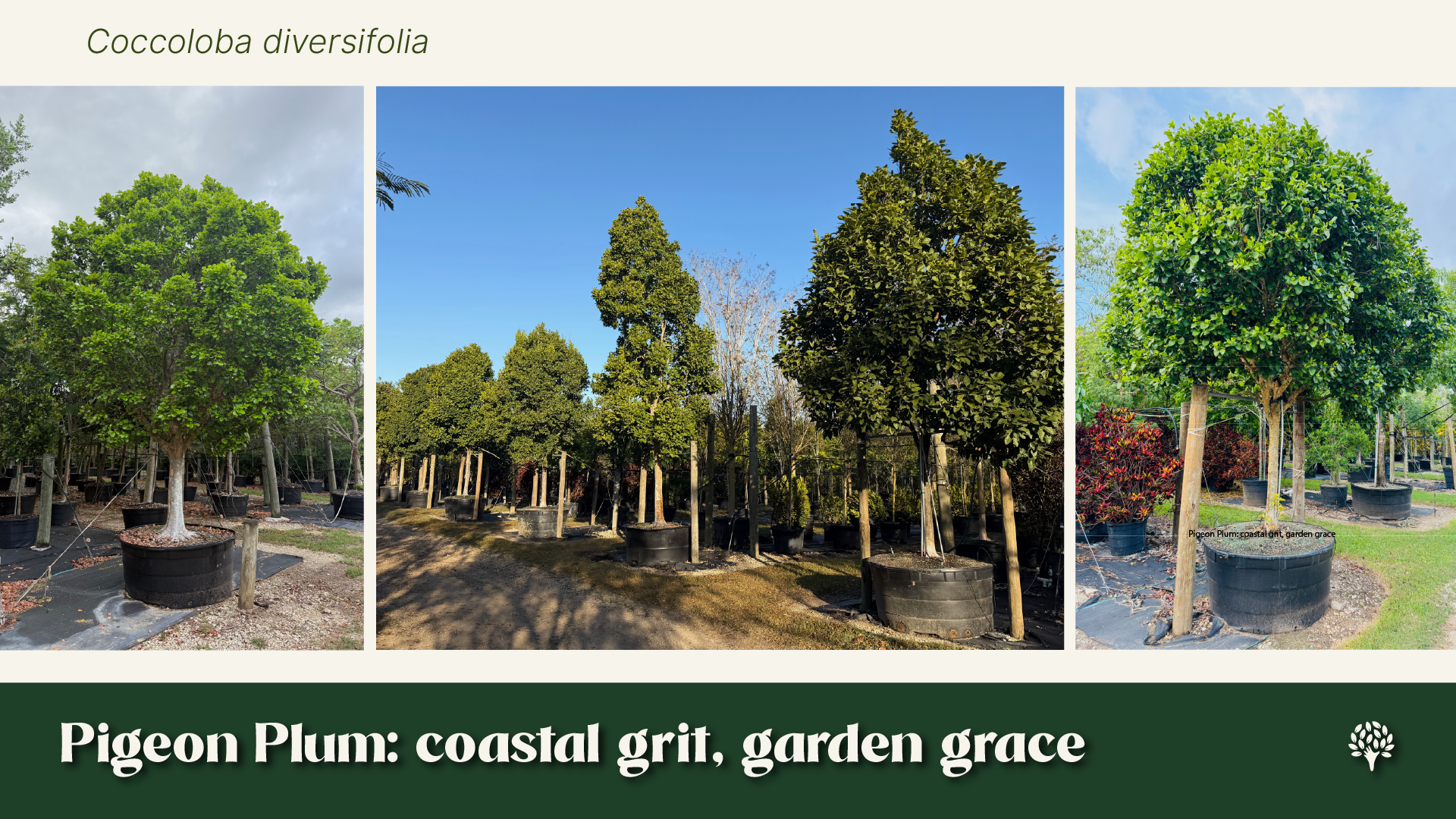 Three photographs of Coccoloba diversifolia (pigeon plum) specimens in nursery containers at different maturity levels