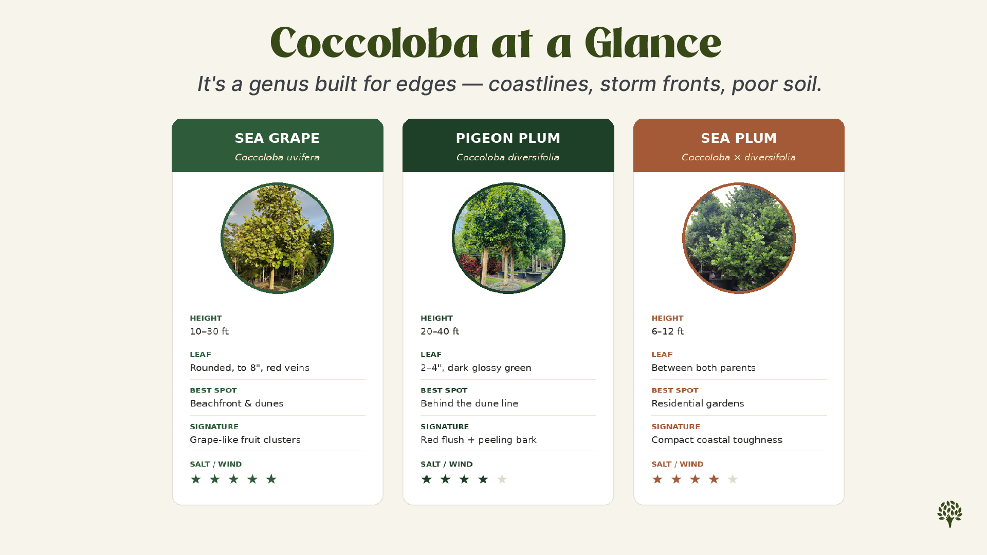 Infographic: Coccoloba at a Glance comparing three salt-tolerant native Florida coastal trees