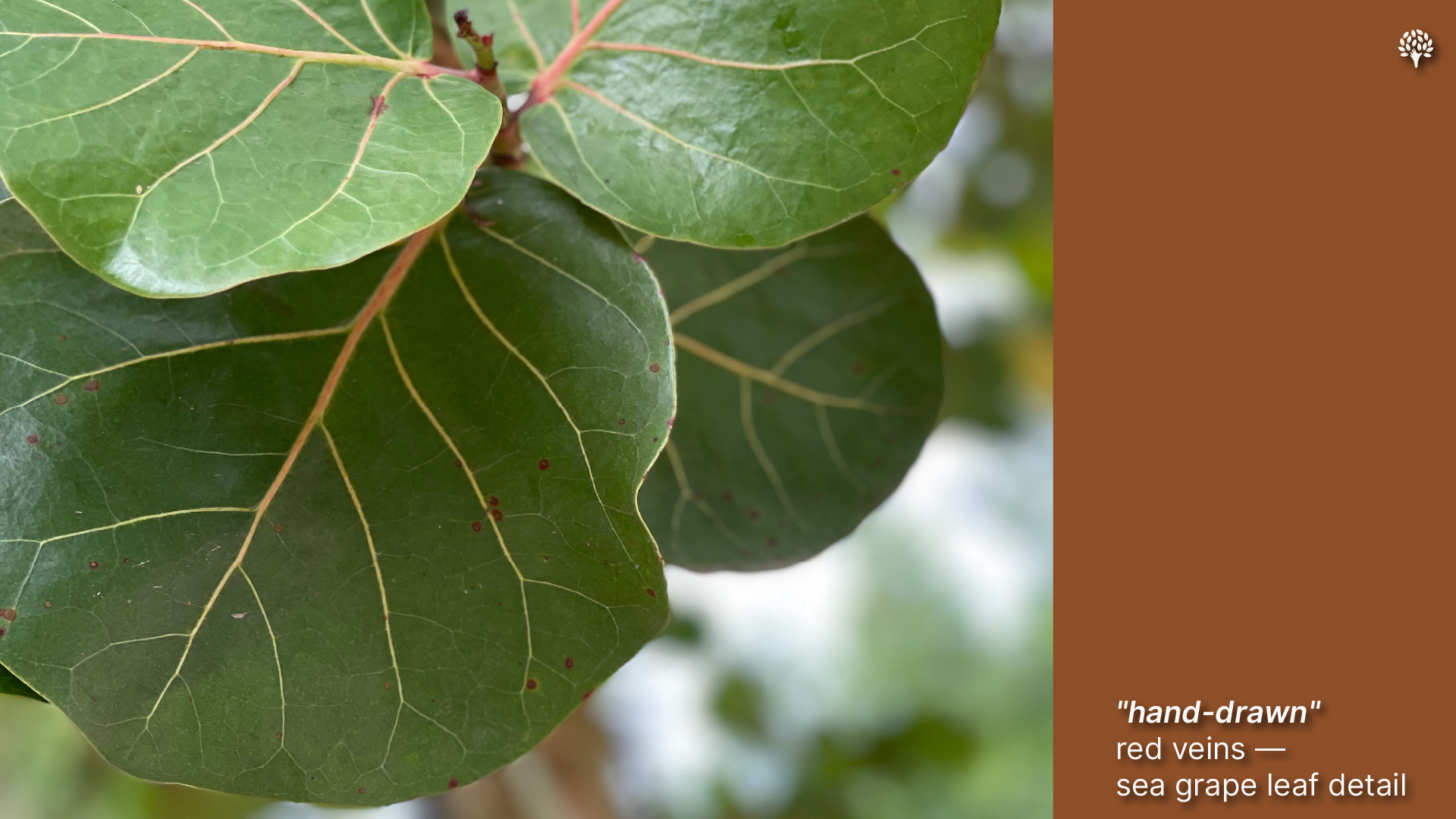 "Close-up detail of Coccoloba uvifera (sea grape) leaf showing large rounded oval shape with characteristic hand-drawn red veins running through waxy green foliage against blurred background.