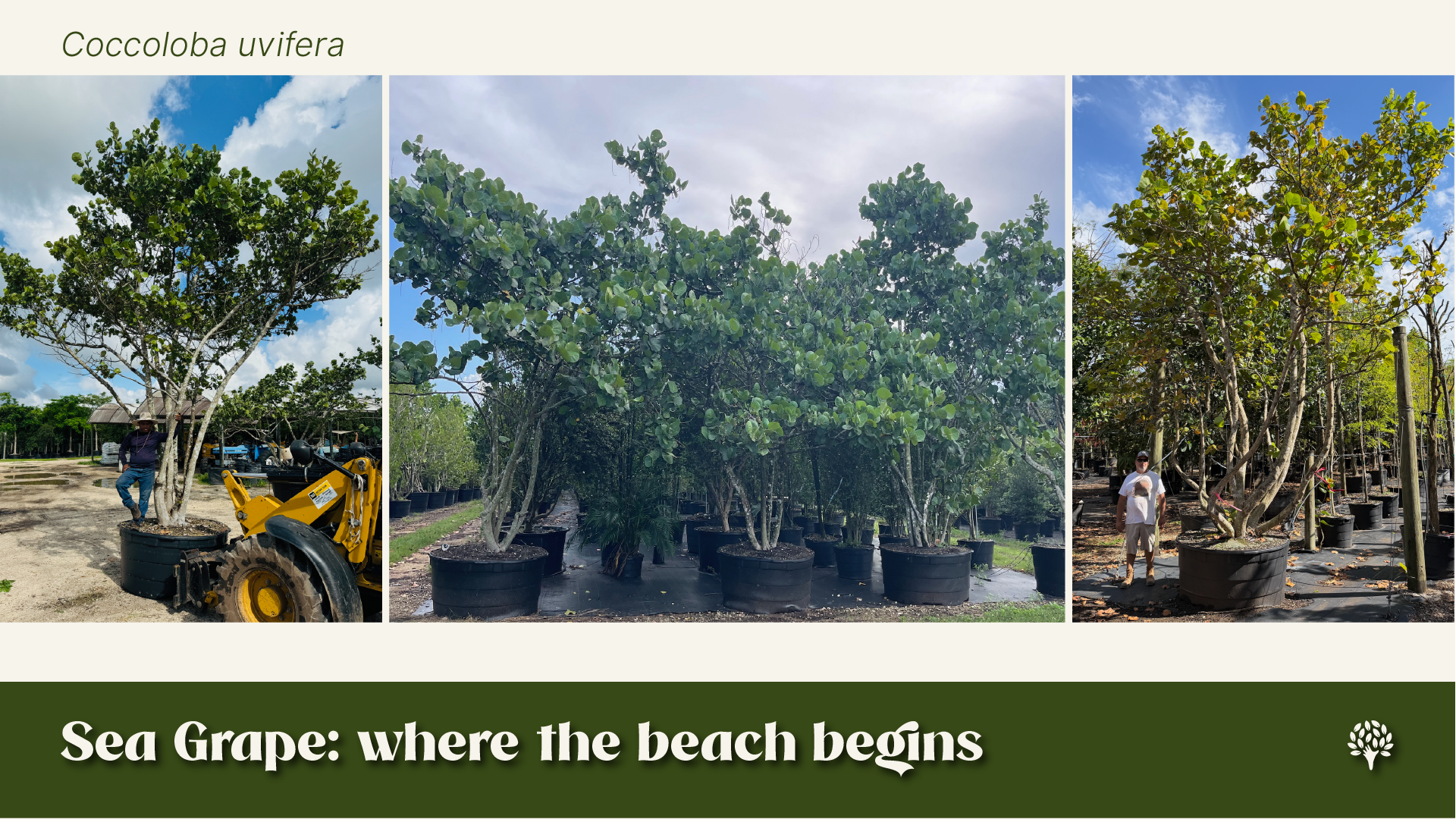 Three photographs of mature Coccoloba uvifera (sea grape) trees in large containers at various growth stages.